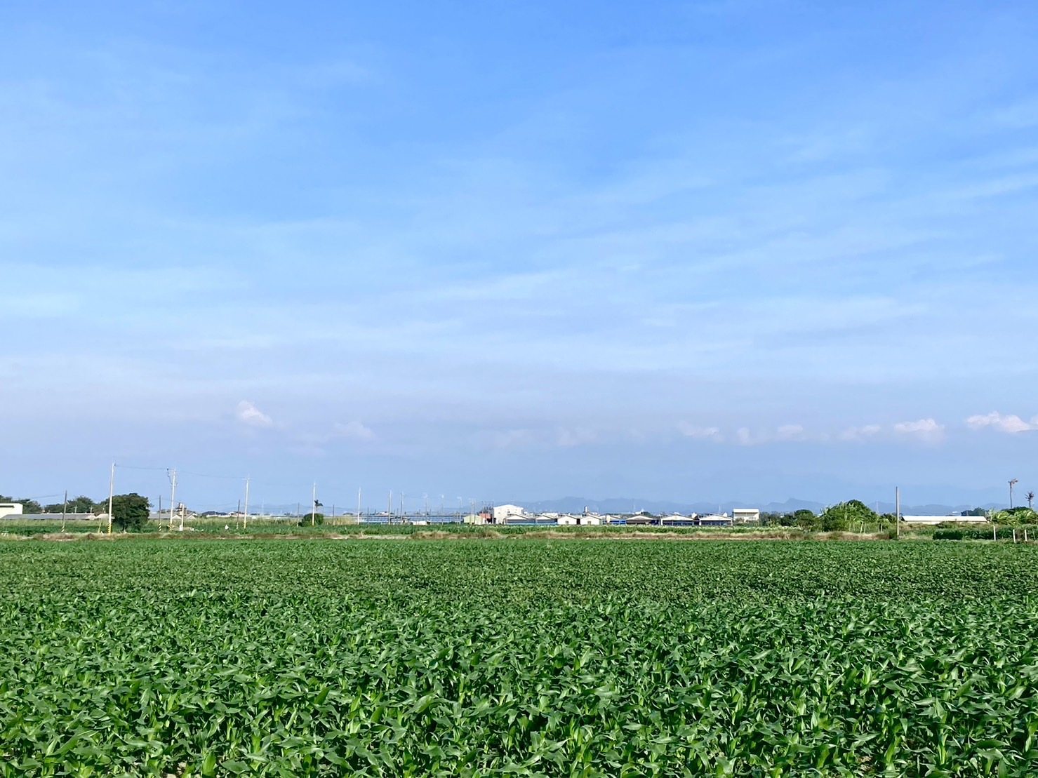 台南阿嬤，現金已收款 cover