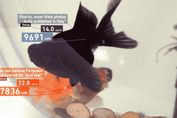 fish.gif