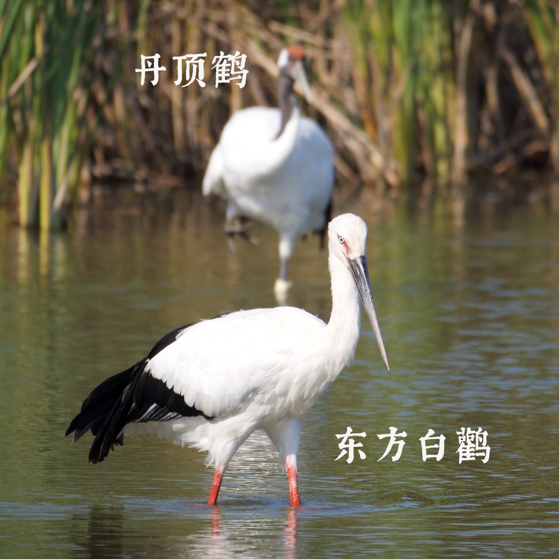 #175. 盐城寻瑞记