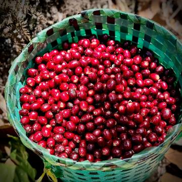 97 🇭🇳产地见闻录：没有雪莉的洪都拉斯，和忙着血拼的中国精品咖啡圈