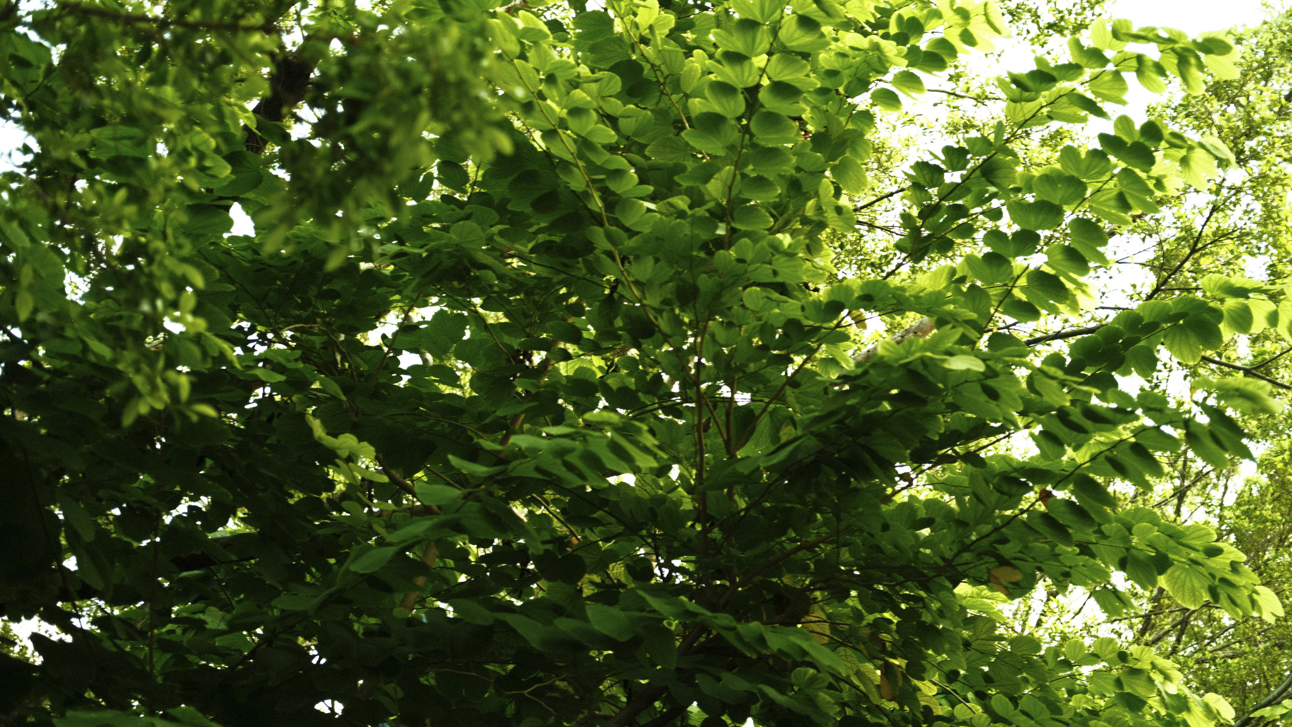 2021-07-31 183529.jpg