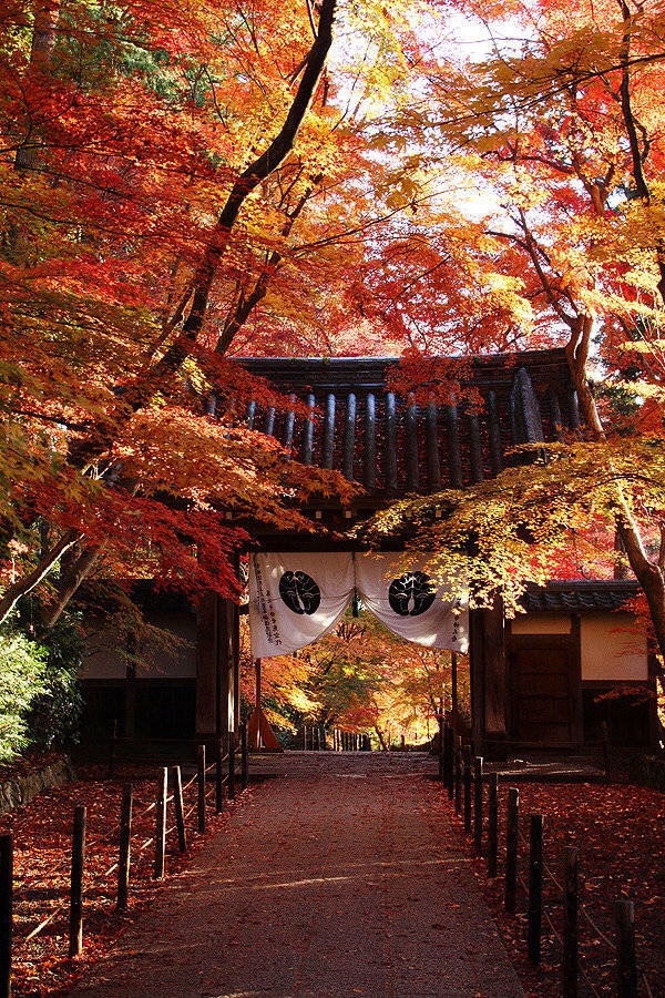 京都红叶.jpg