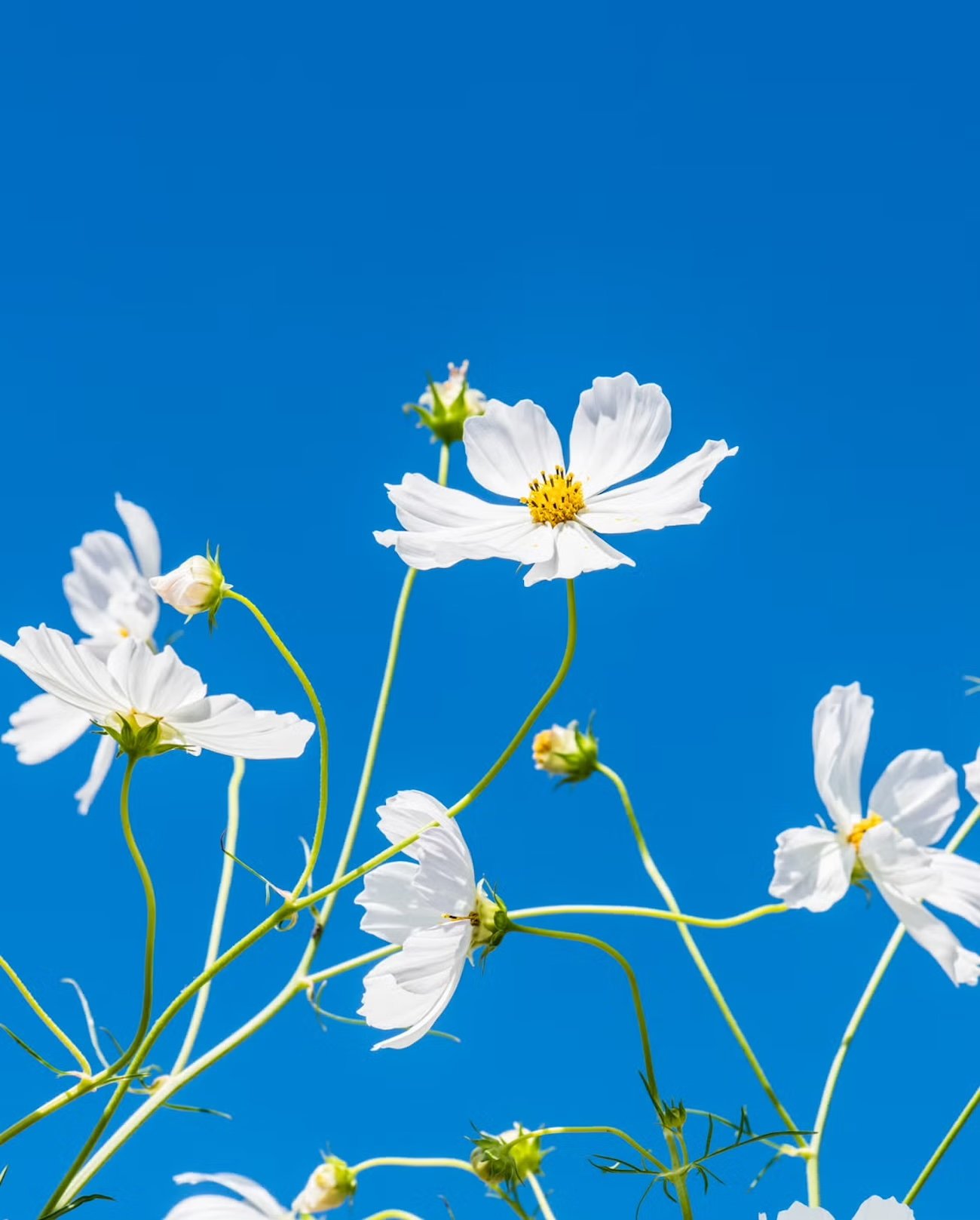 干啥要骂章泽天？