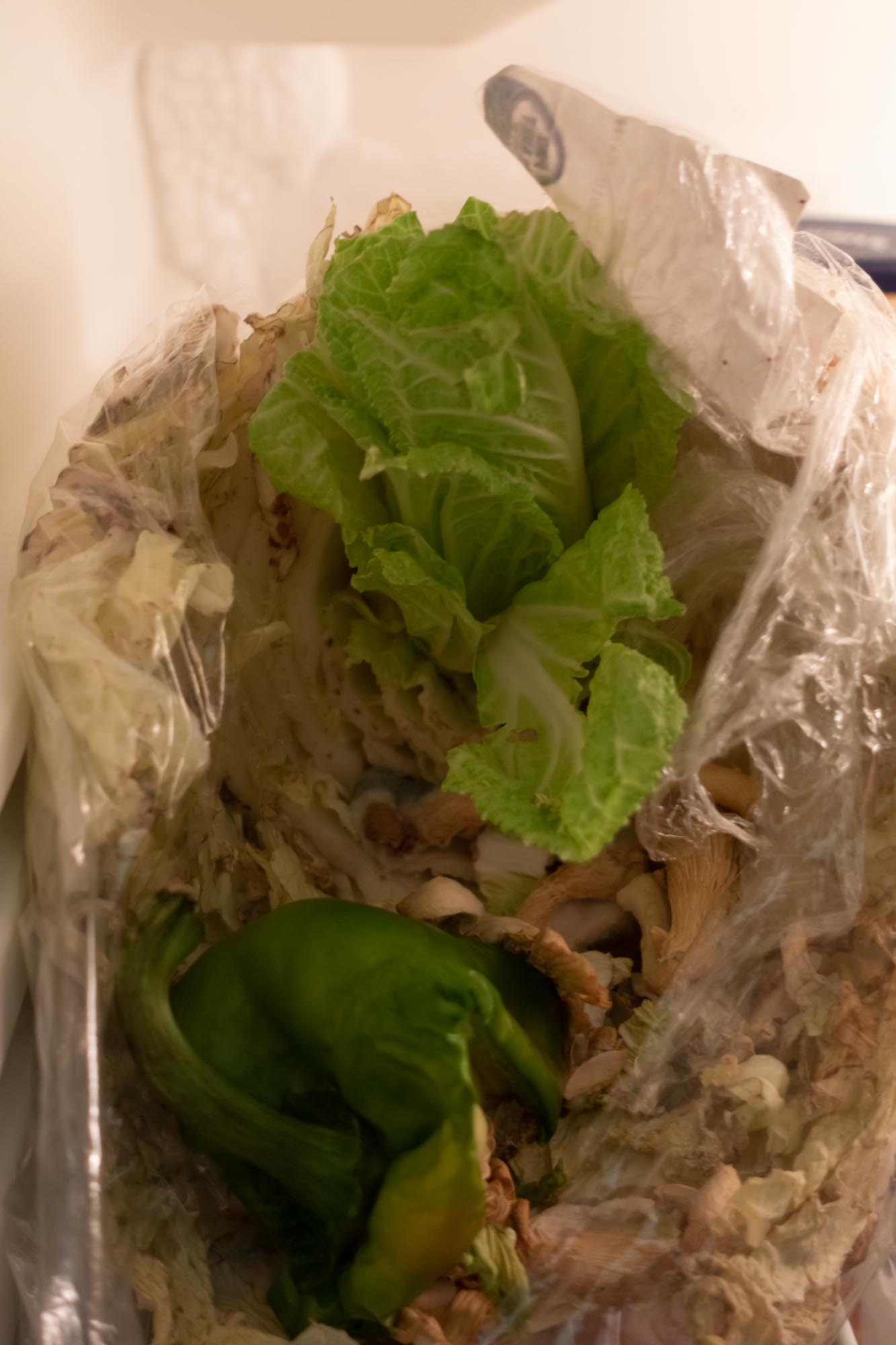 2020.7.28 冰箱里的白菜长出新白菜，印证了植物细胞的全能性。