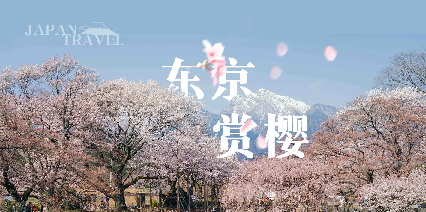 樱花特辑：东京圈赏樱指南 (上) cover