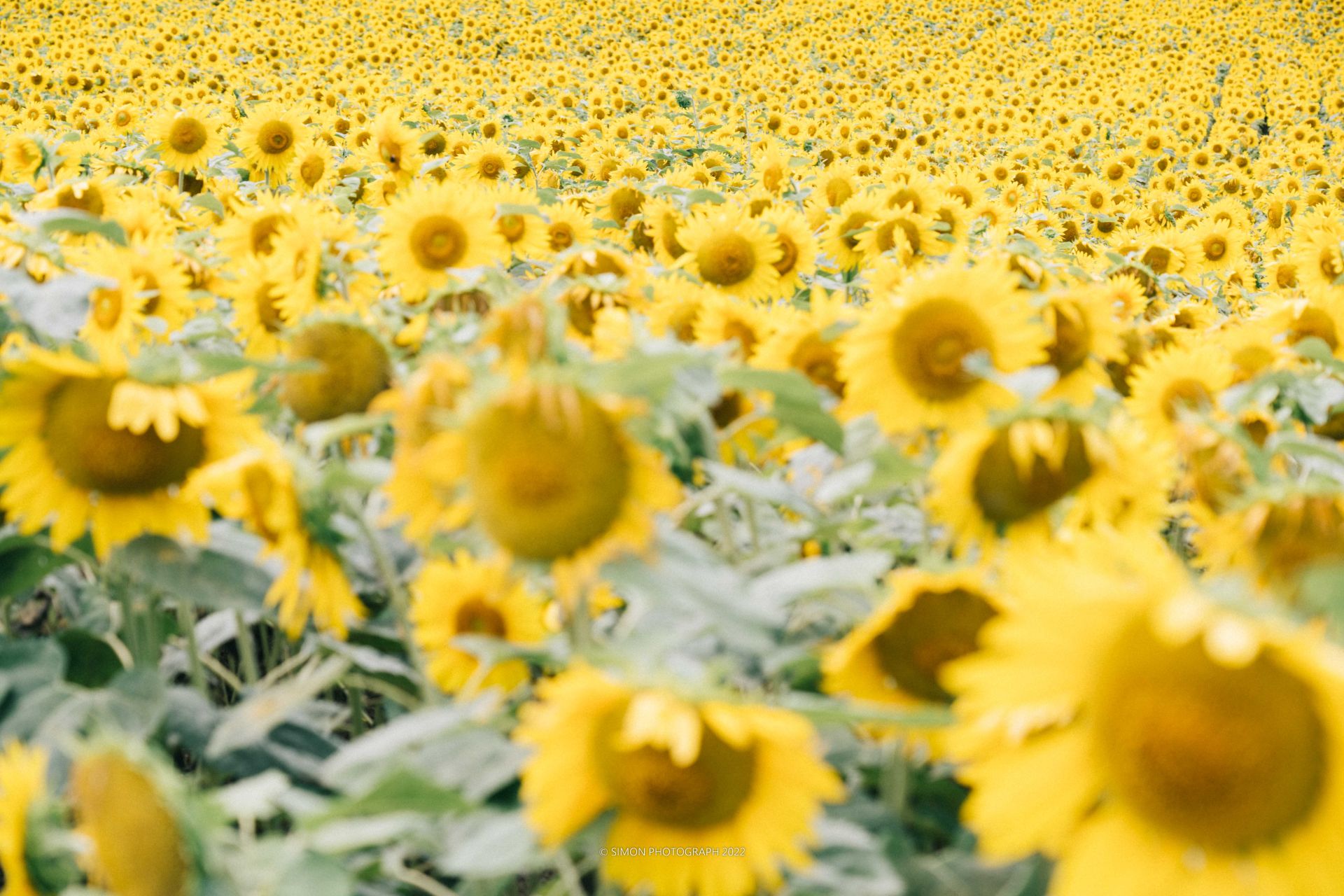 日本浮生录 北海道的夏日浪漫 Simon S Blog