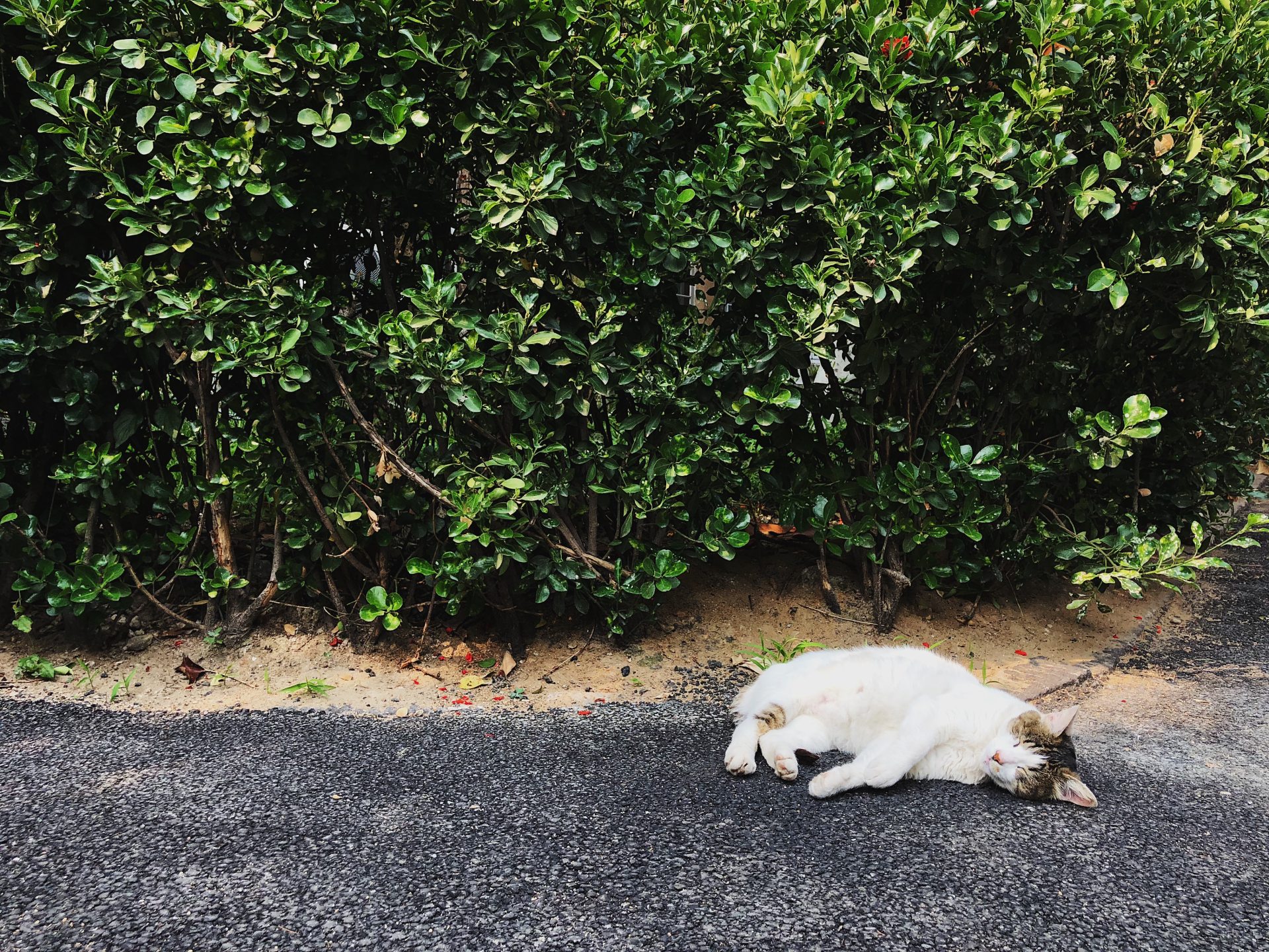 4427FA52-9897-461F-B3AD-573CF2BEE45A