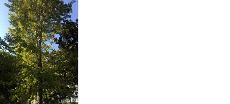 tree.png
