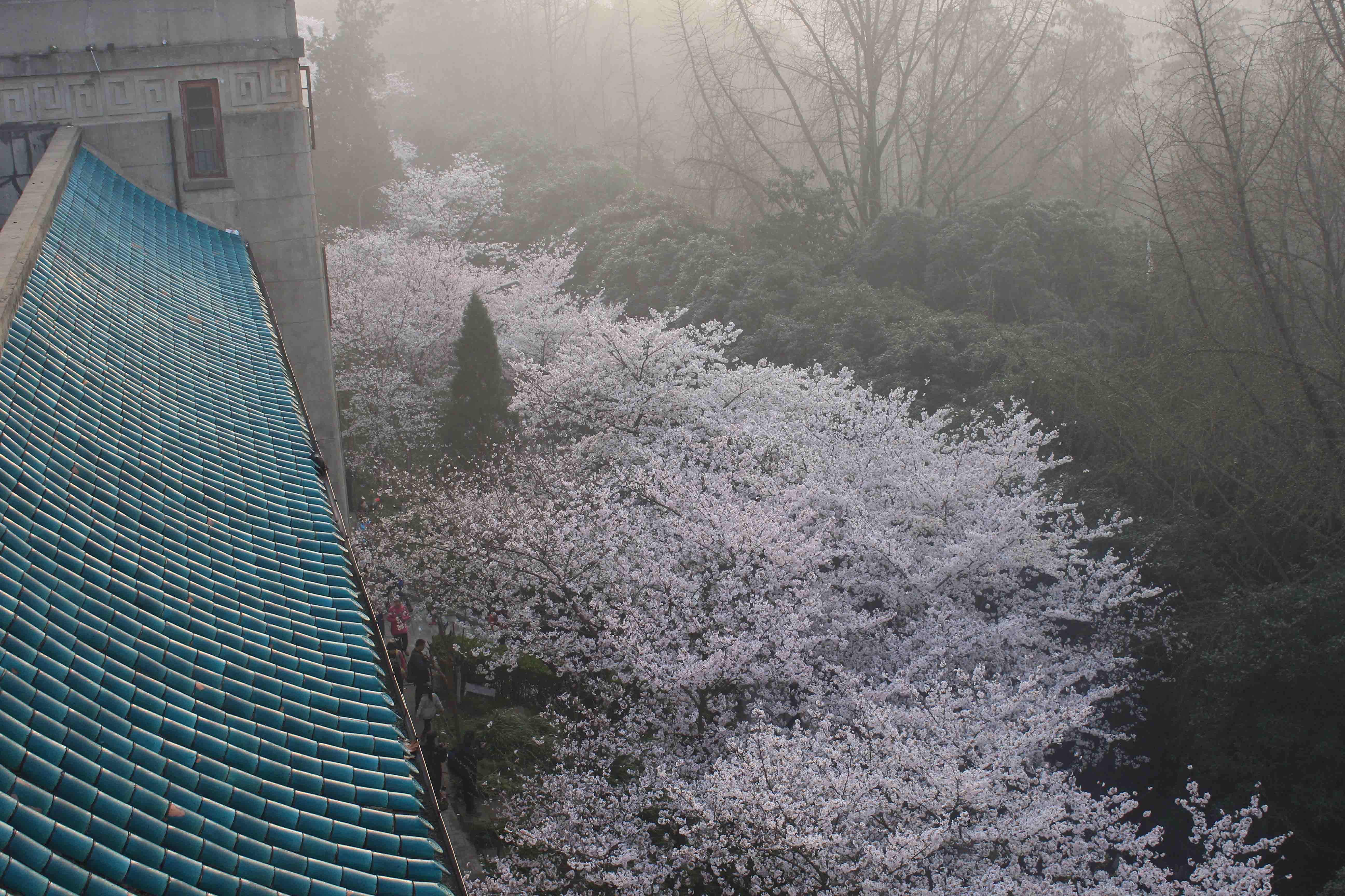清晨的樱花大道1.jpg