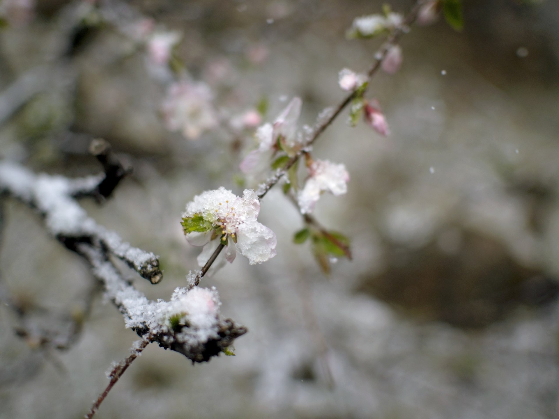 櫻花與雪花