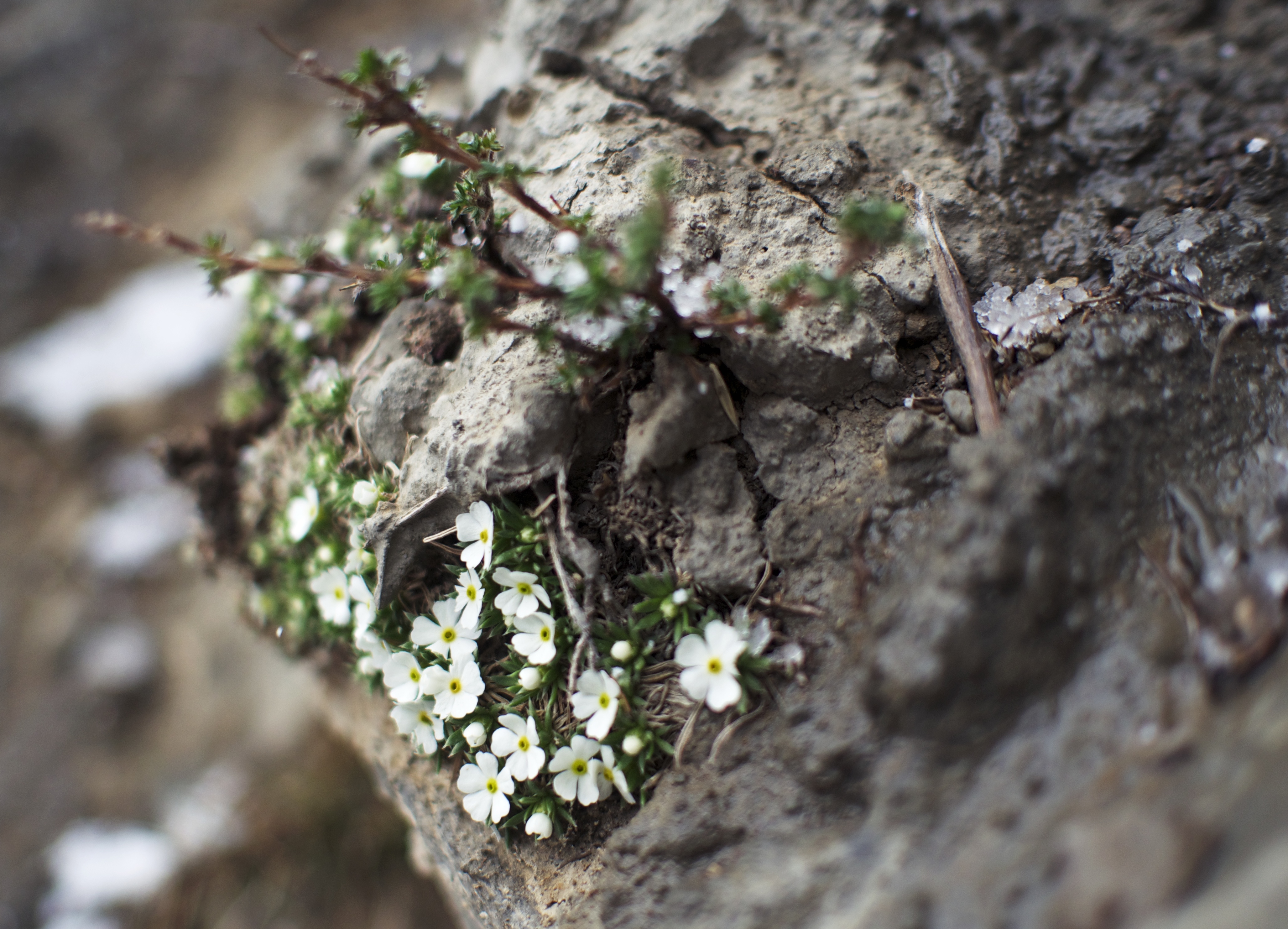 岩壁上的幾朵小花