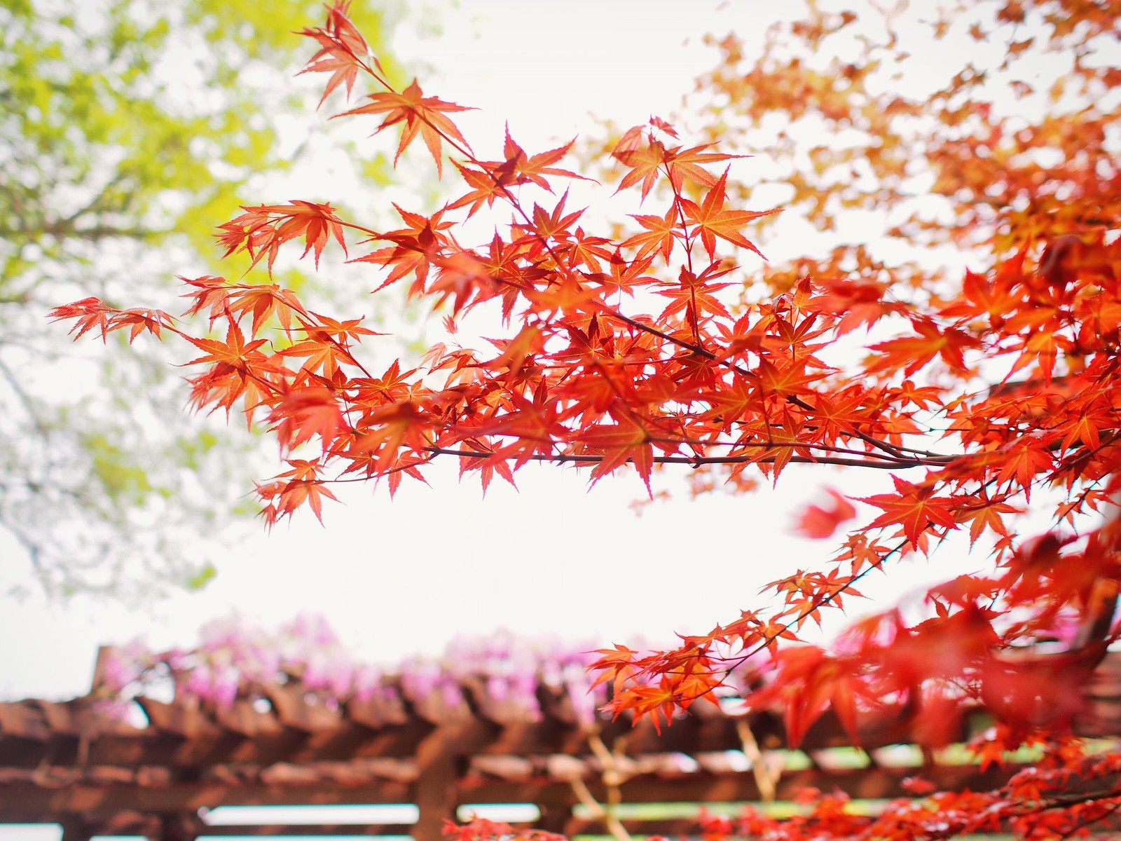 春天里的紅楓