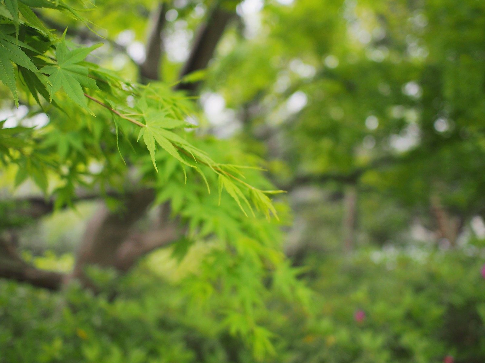 春天里的綠楓