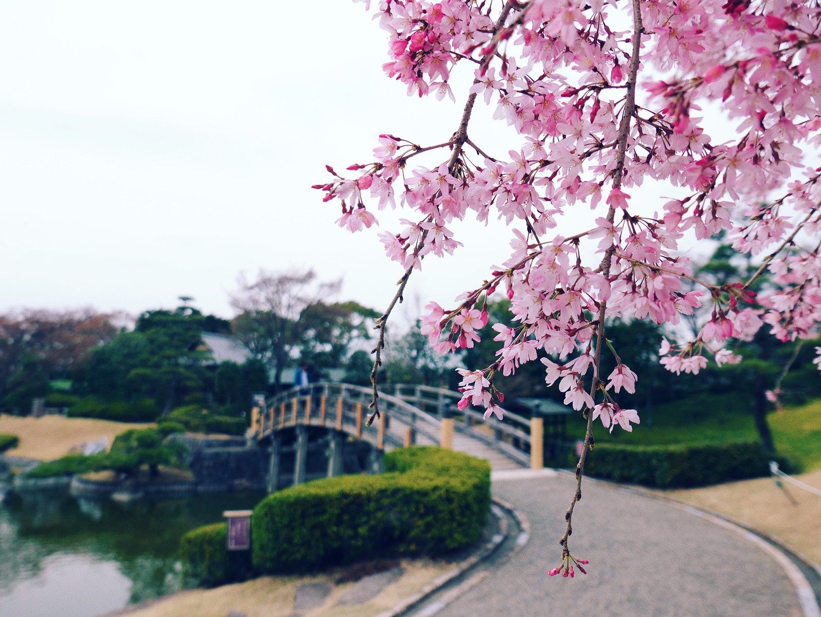 粉櫻