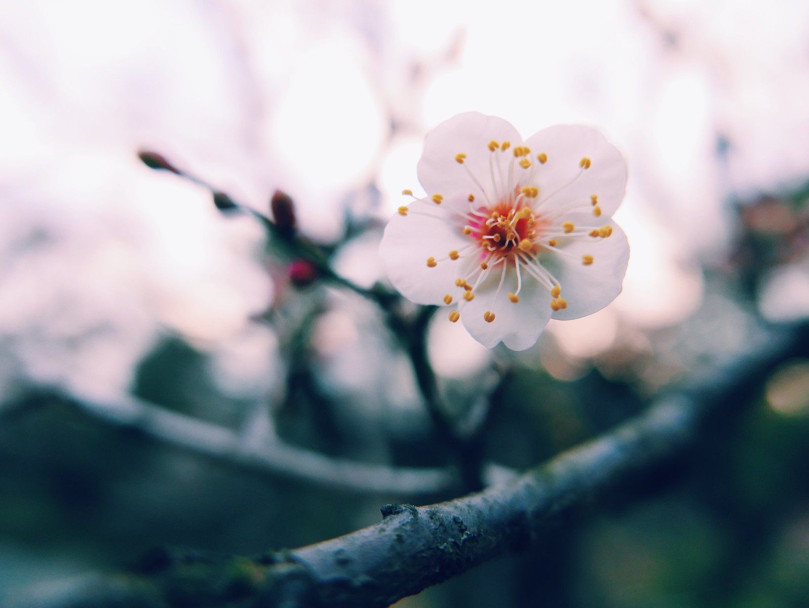 梅花