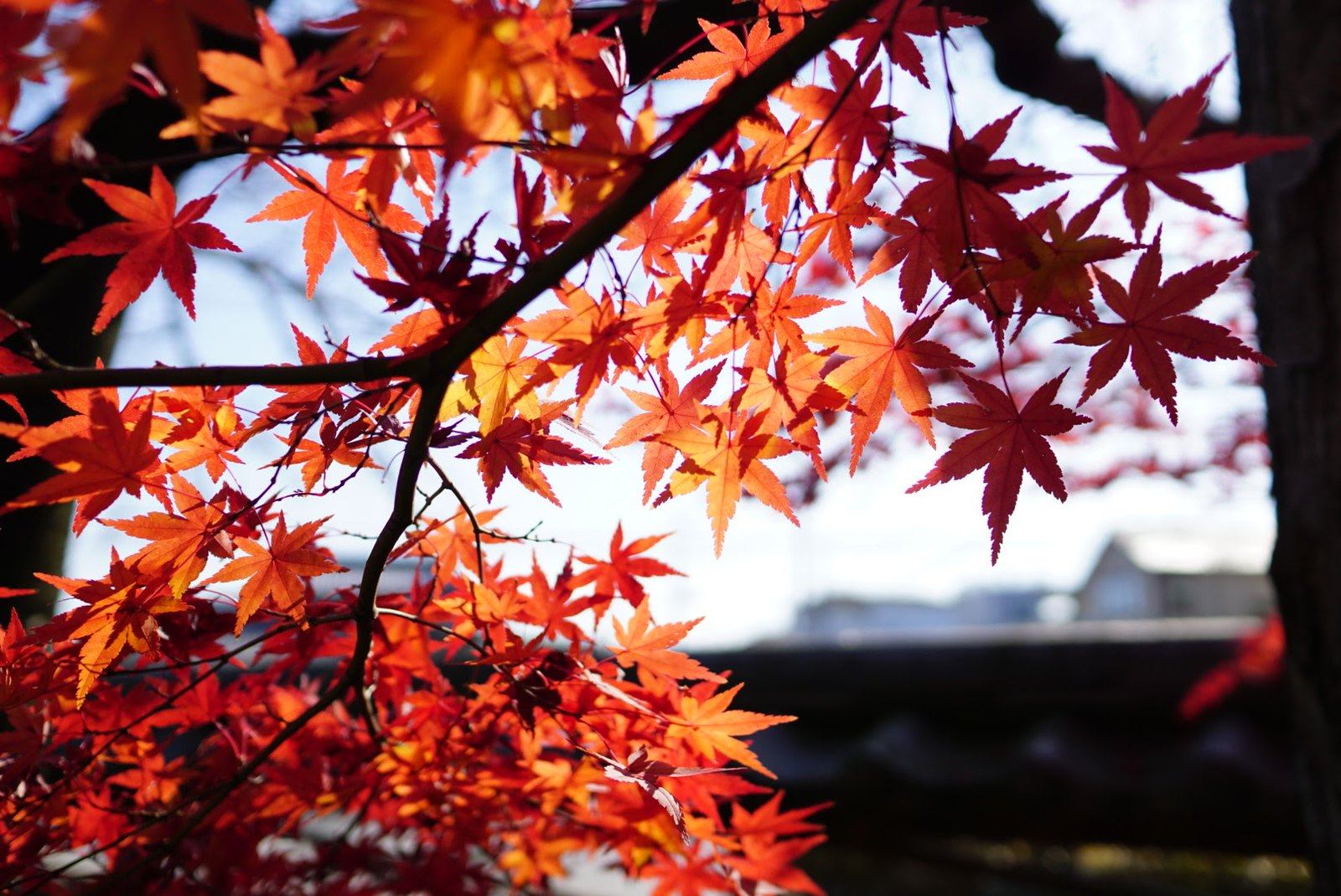 紅楓