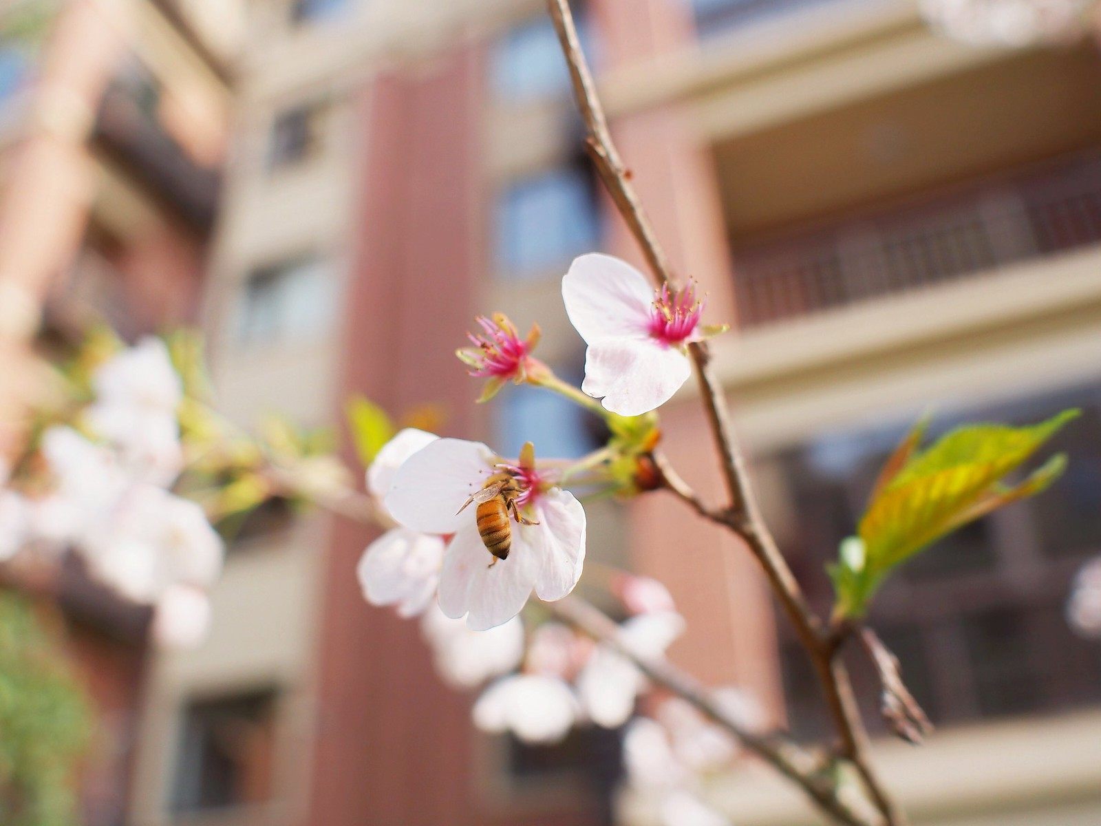 蜜蜂與櫻花