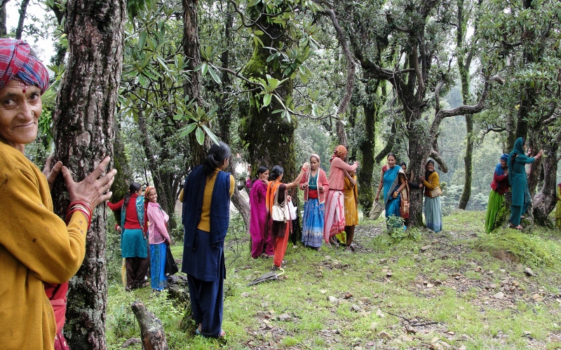 chipko-800x500.jpg