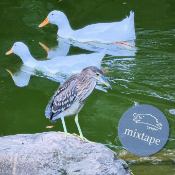 秋照一抹Mixtape洒在天花板
