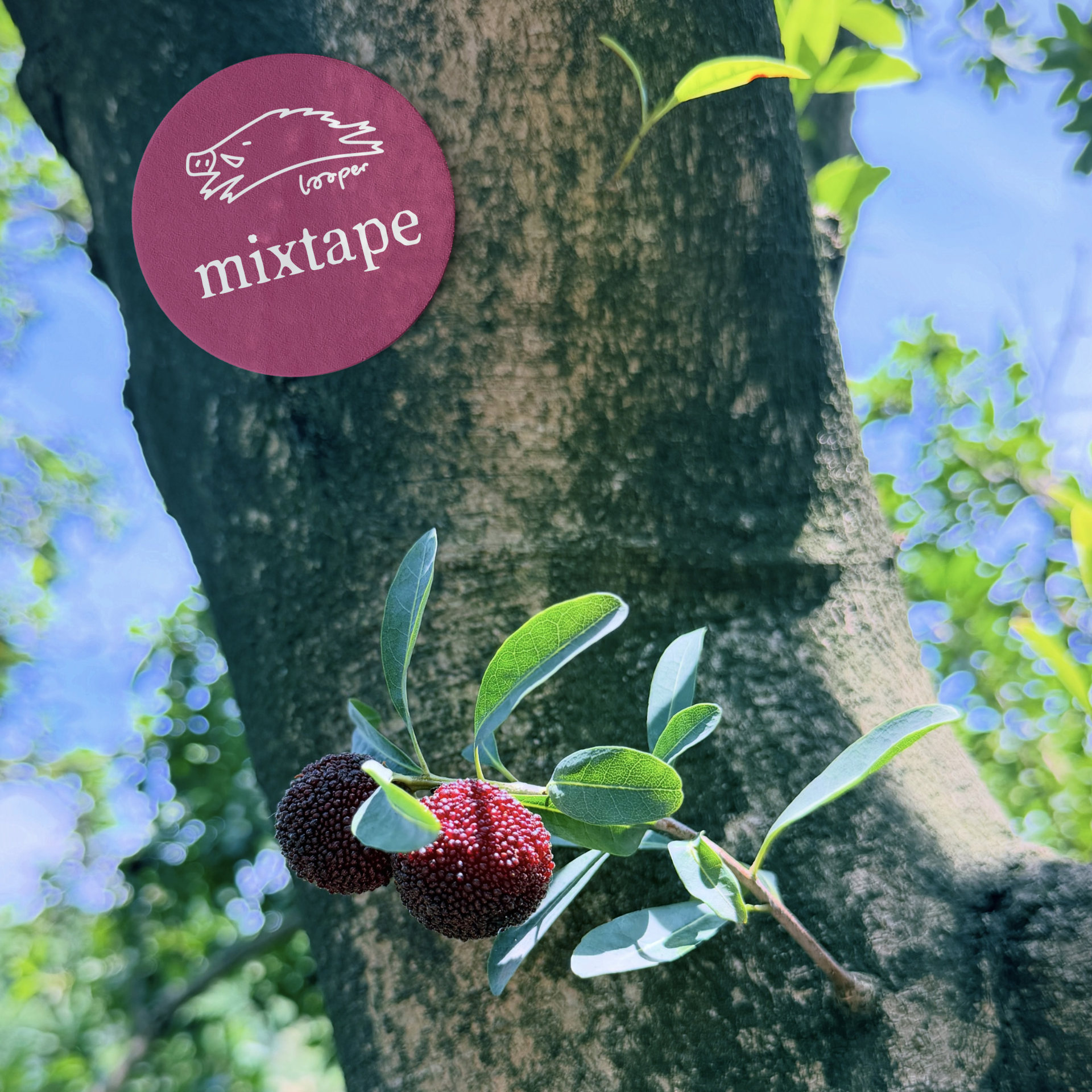 黄梅雨凉拌Mixtape，浅尝一口不水洗的鲜