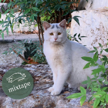 怪奇物语落下一场紫雨，Mixtape坐拥三座瀑布