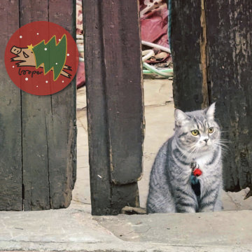 2025年度心水专辑50张，创造自己的主流