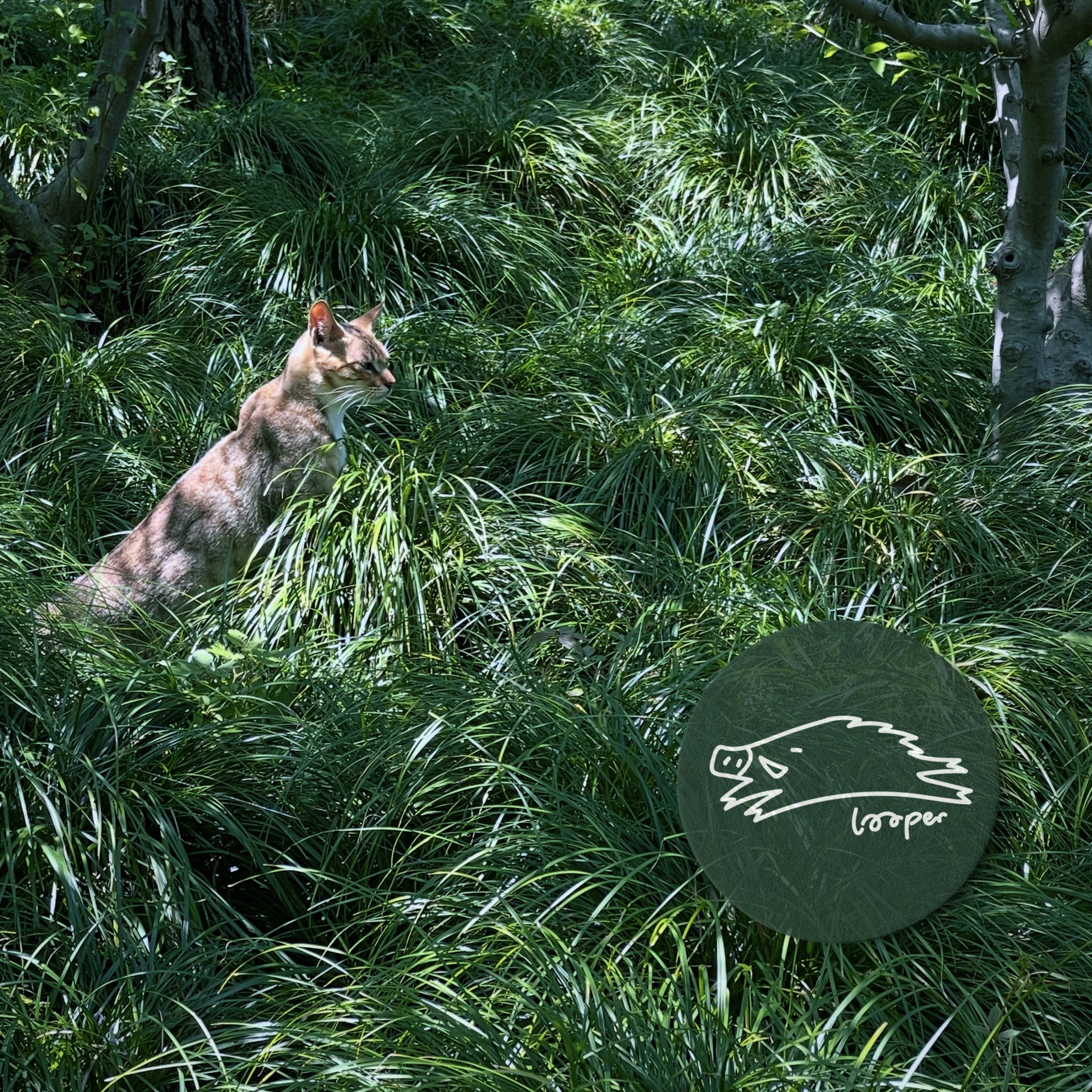 卧房撸歌