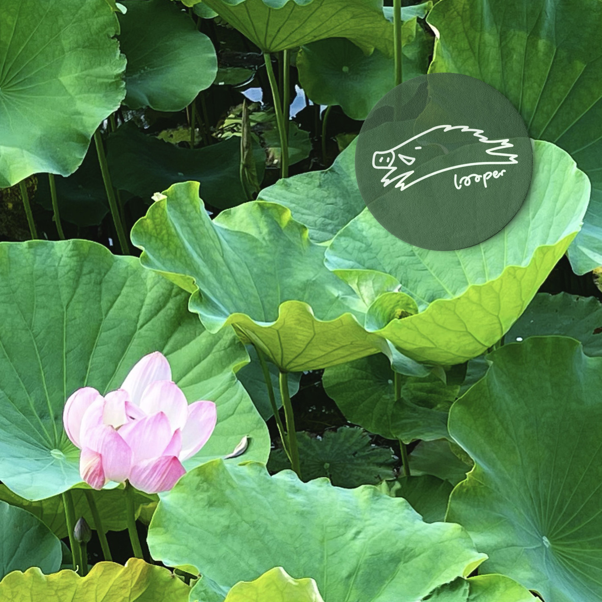 卧房撸歌