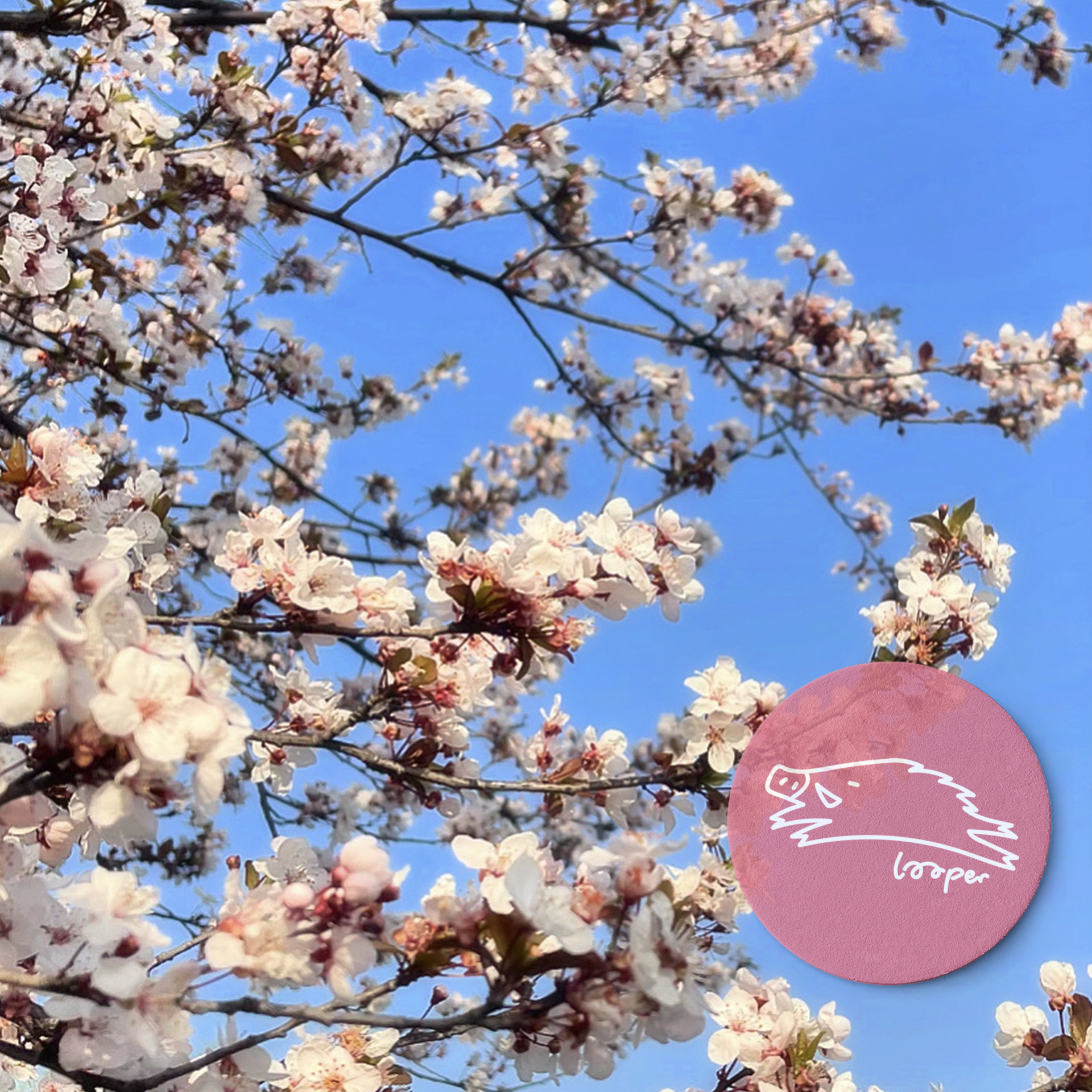 cover of episode  春雷滚滚，樱花拖手Mixtape在公园一起走 