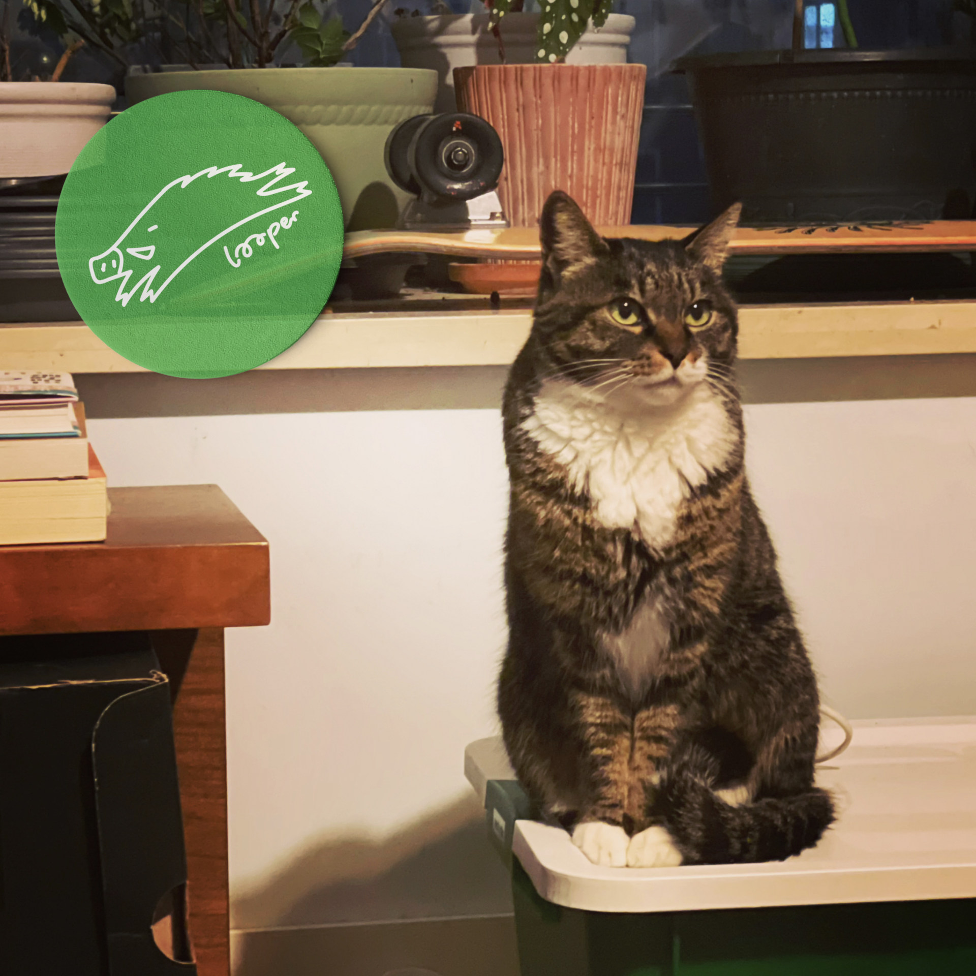 cover of episode  猫咪套着Mixtape从泳池一直游到海边 