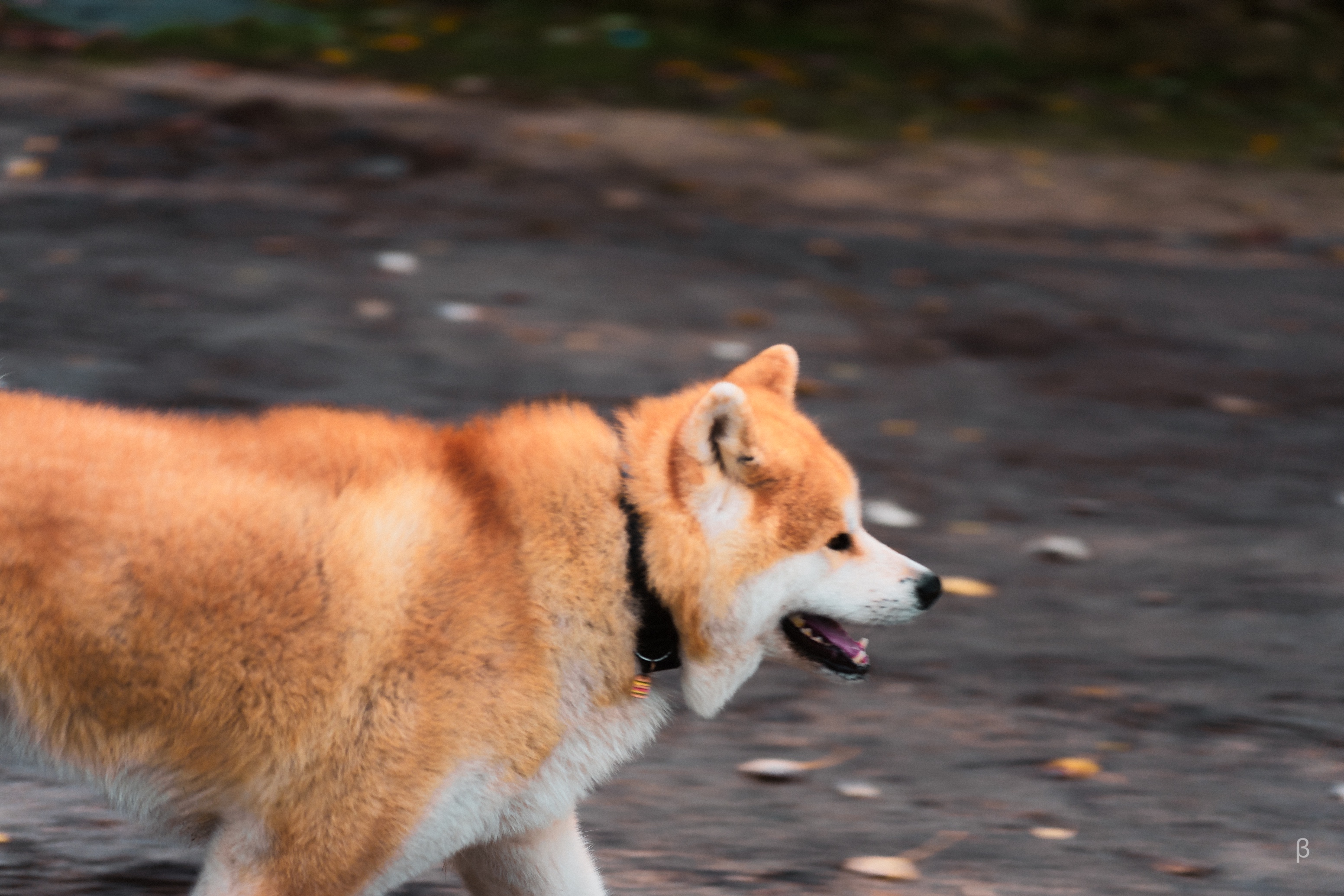 This photograph features a majestic Akita Inu walking gracefully across a textured path, its thick, golden-orange fur glowing in the soft, natural light. The dog’s confident posture and focused gaze convey a sense of calm and purpose, while its slightly open mouth suggests movement and attentiveness. The blurred background of the earthy ground and scattered leaves emphasizes the dog’s striking presence and adds a subtle autumnal atmosphere. The image captures both the beauty and quiet strength of this loyal breed in a serene outdoor setting.