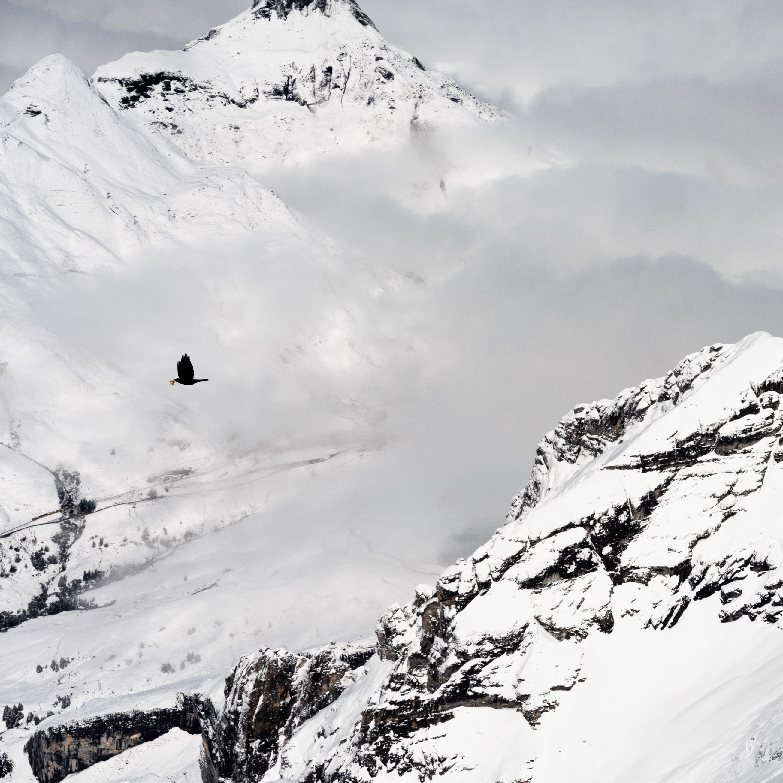 This breathtaking photograph captures a stark, snowy mountain landscape blanketed in a serene whiteness. Rugged peaks and ridges emerge dramatically from the snow, their sharp edges contrasting with the soft, misty clouds that shroud the valleys below. A lone bird, silhouetted against the vast, ethereal backdrop, soars gracefully through the frame, adding a sense of freedom and scale to the grandeur of nature. The muted tones and the interplay of light and shadow enhance the majestic and tranquil atmosphere of this alpine scene.