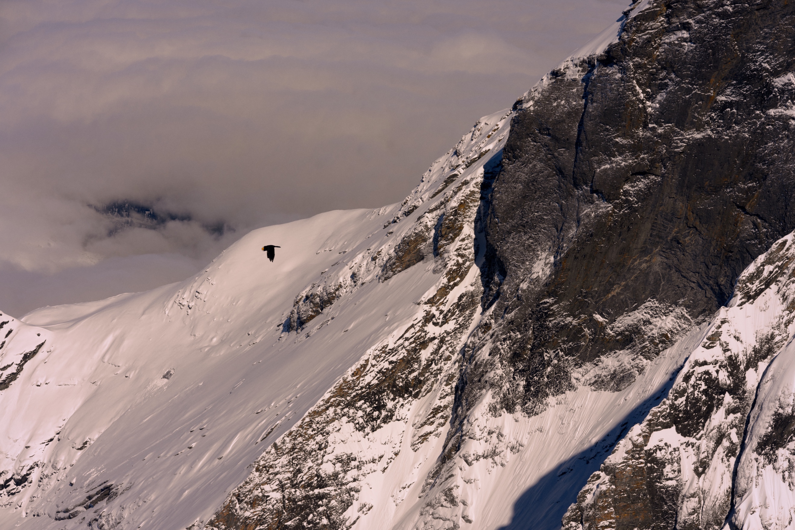 A dramatic mountain landscape photograph featuring steep, snow-covered slopes and rocky cliffs. A solitary black bird, likely a crow or raven, is silhouetted against the snow as it flies across the scene. The mountainside shows a contrast between white snow-covered areas and exposed dark rock faces. The sky appears overcast with moody clouds.