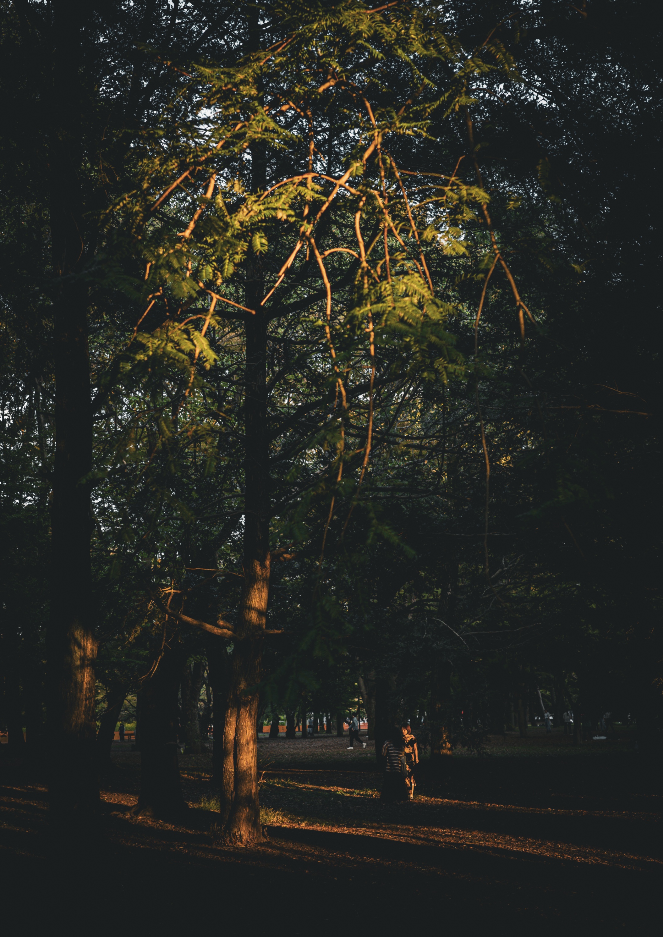 Yoyogi Park at Sunset