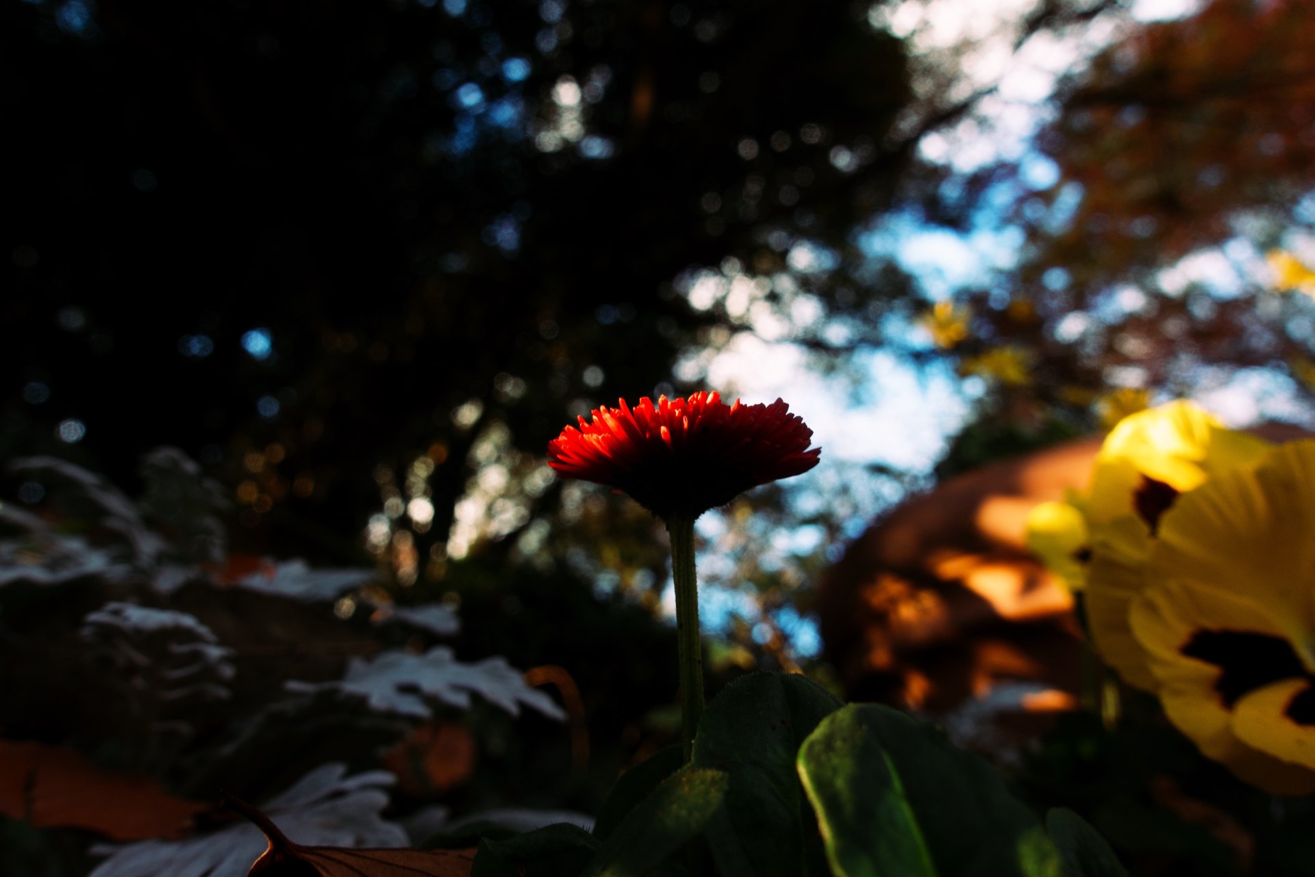 发一朵小红花