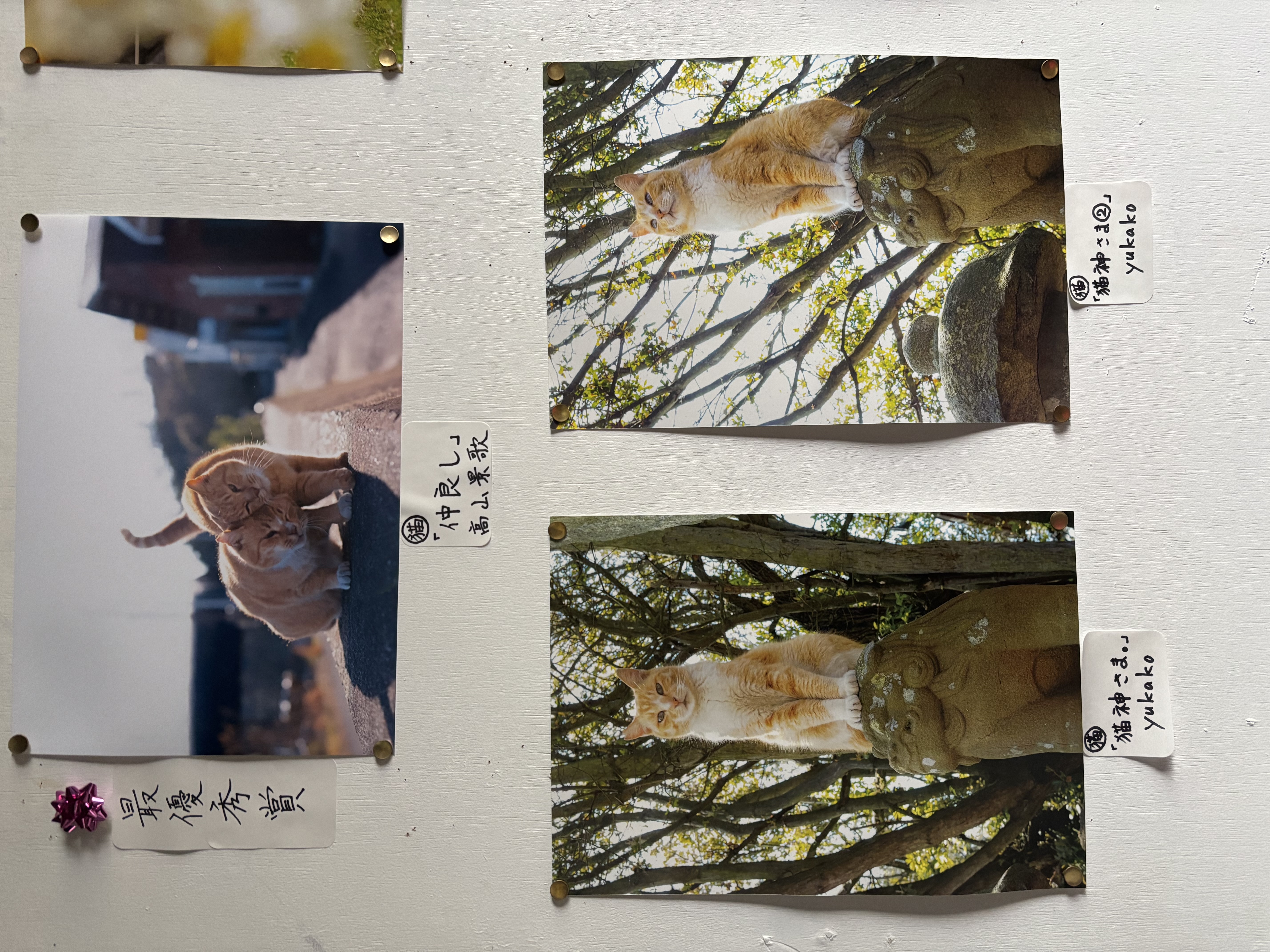 男木岛猫咪摄影大赛作品展