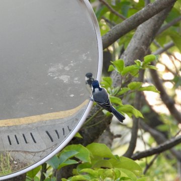 29 老塘客的自白
