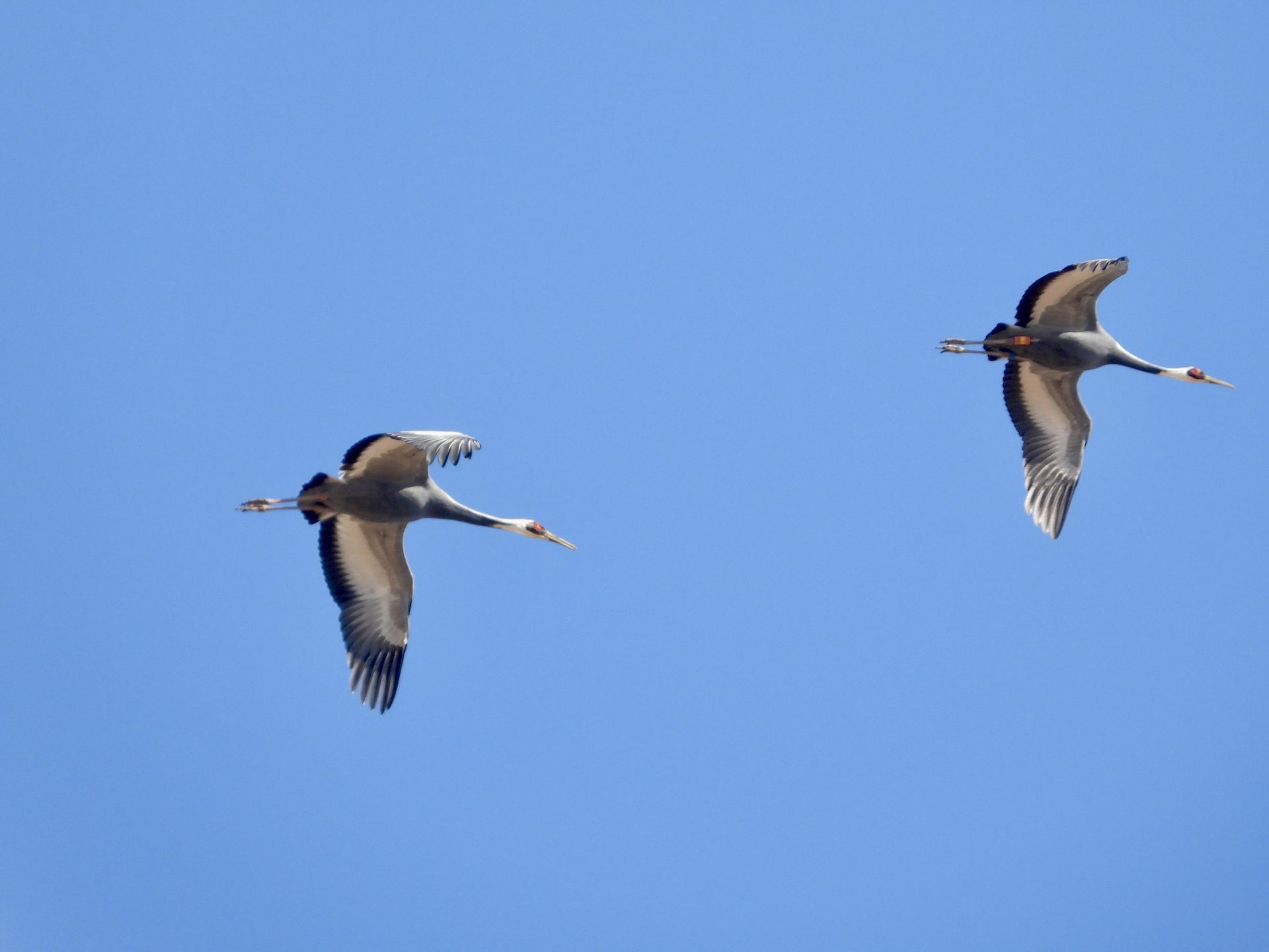 湿地，湿地 cover