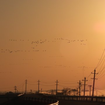 25 我听见气流划过它们翅膀的声音