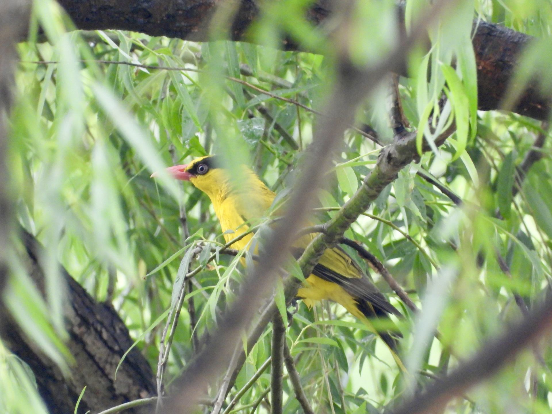 烟士披里纯 cover