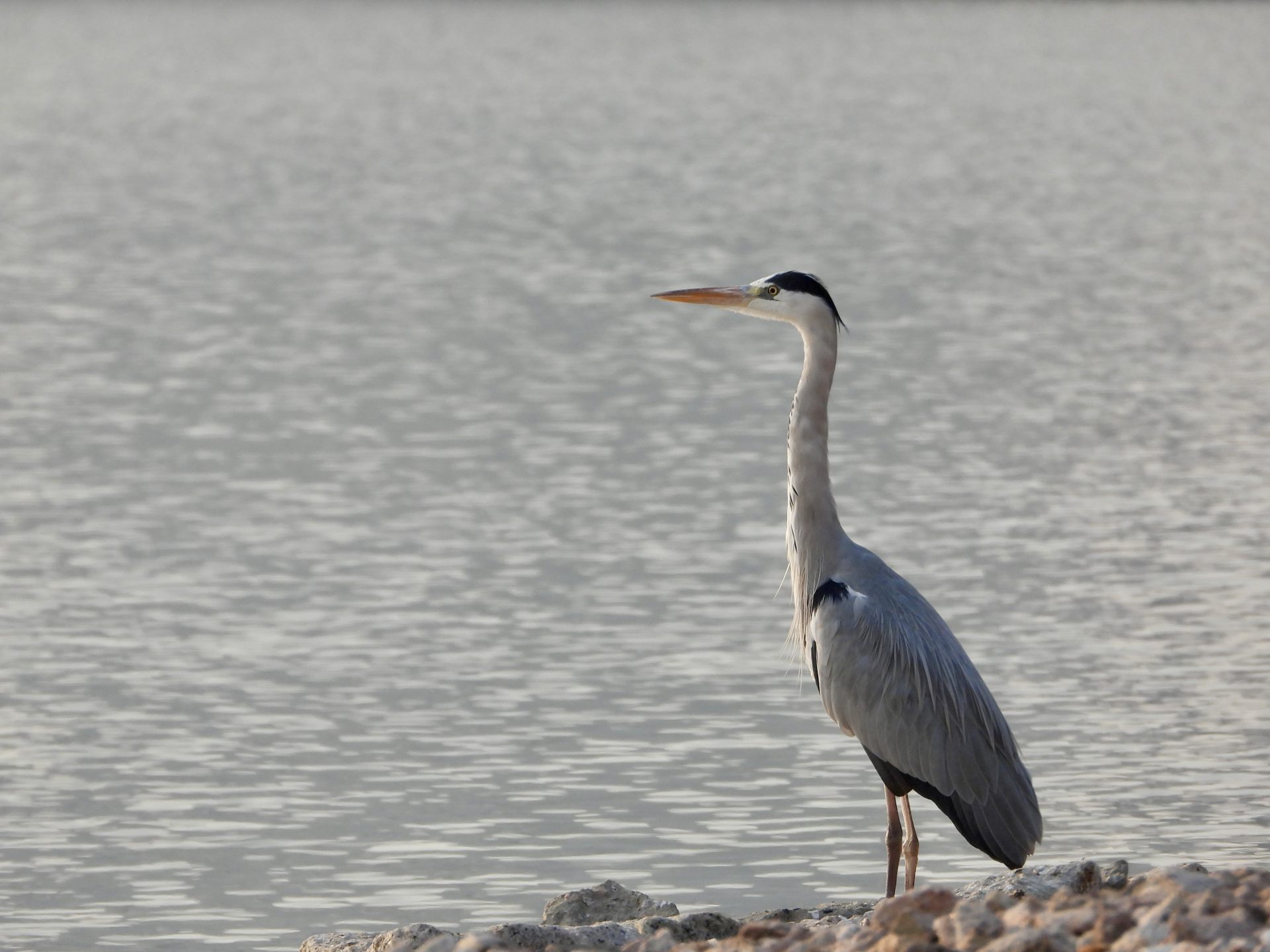 怎样的人生 cover