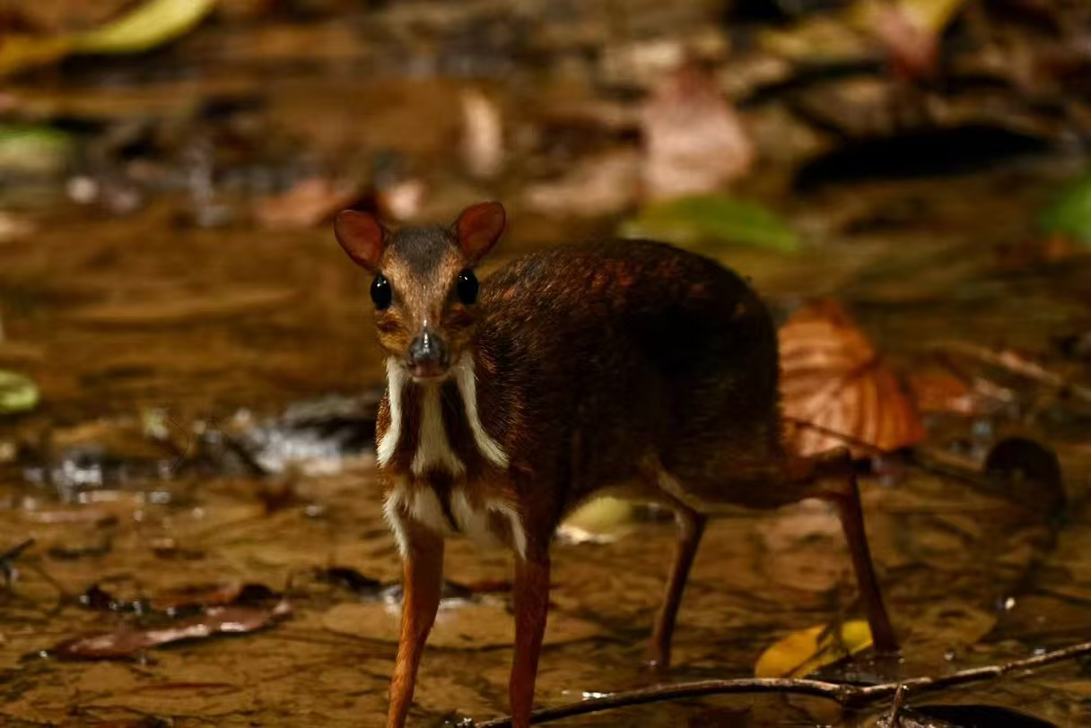 小蹊鹿 2.jpg