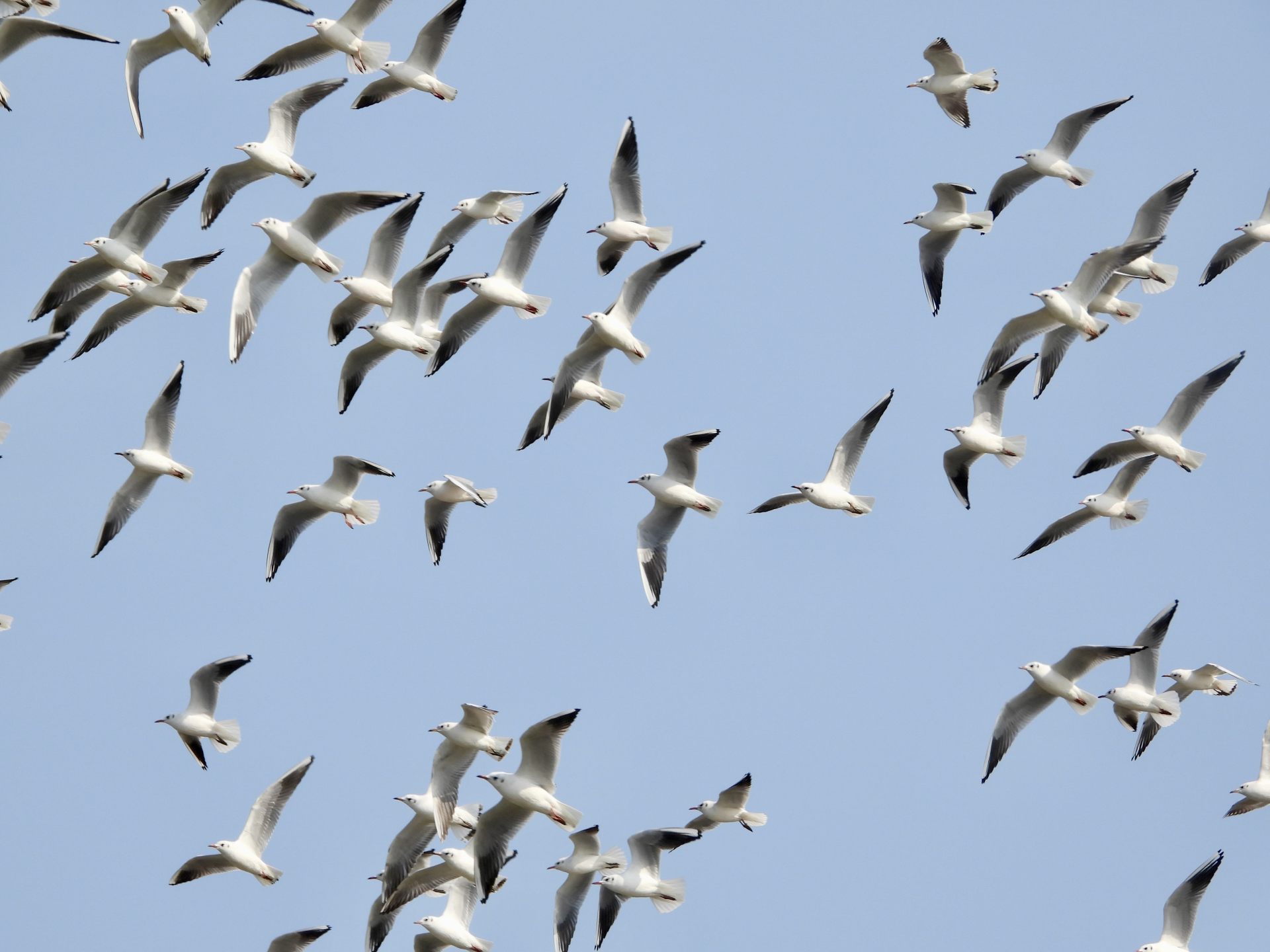 圣诞快乐，乔纳森先生 cover