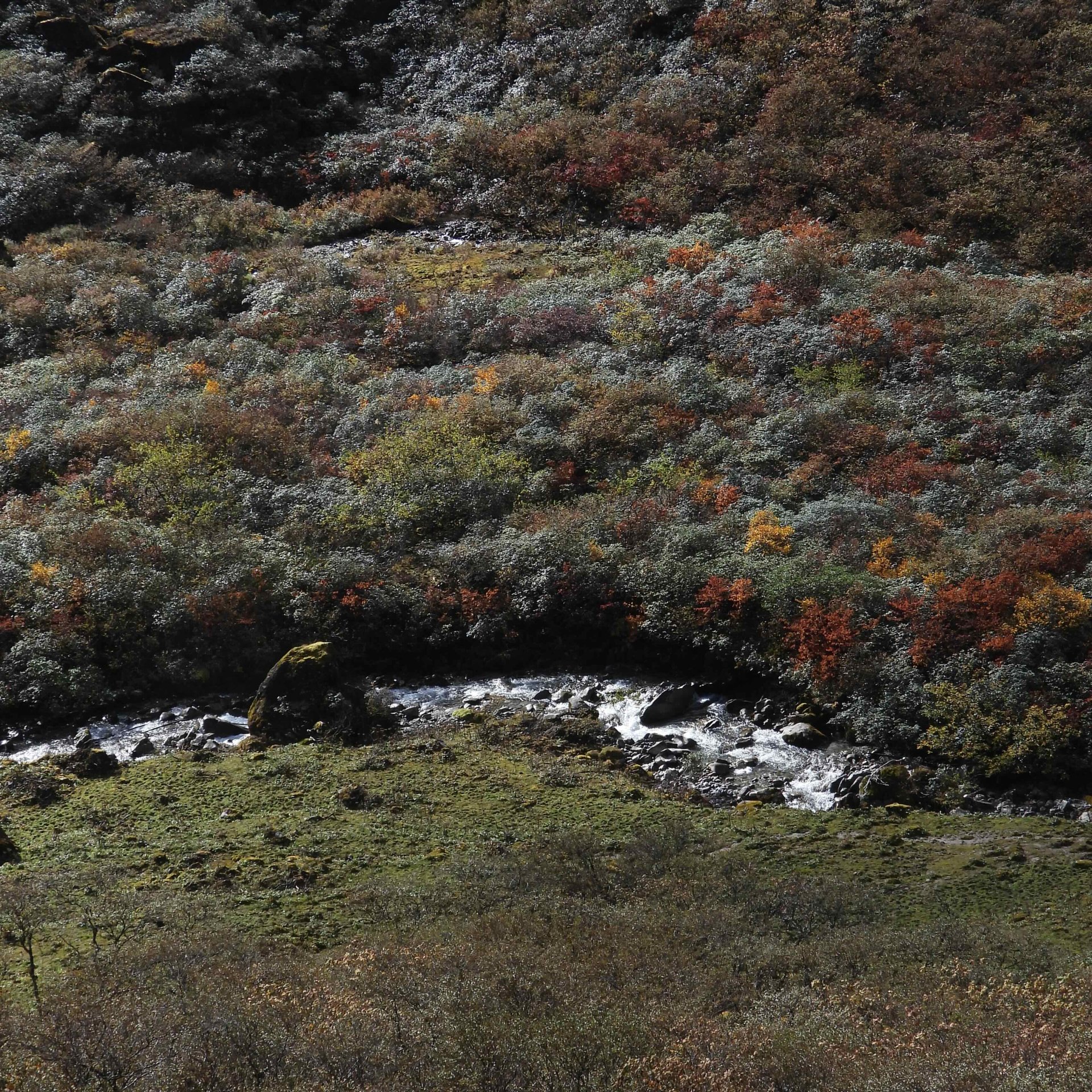 20 鸻旅鹇聊｜山神还在的森林