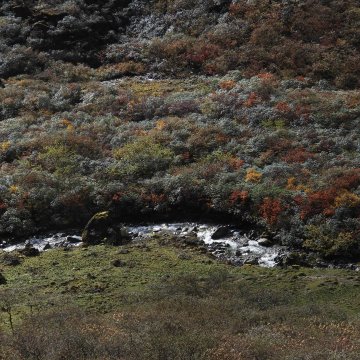20 鸻旅鹇聊｜山神还在的森林