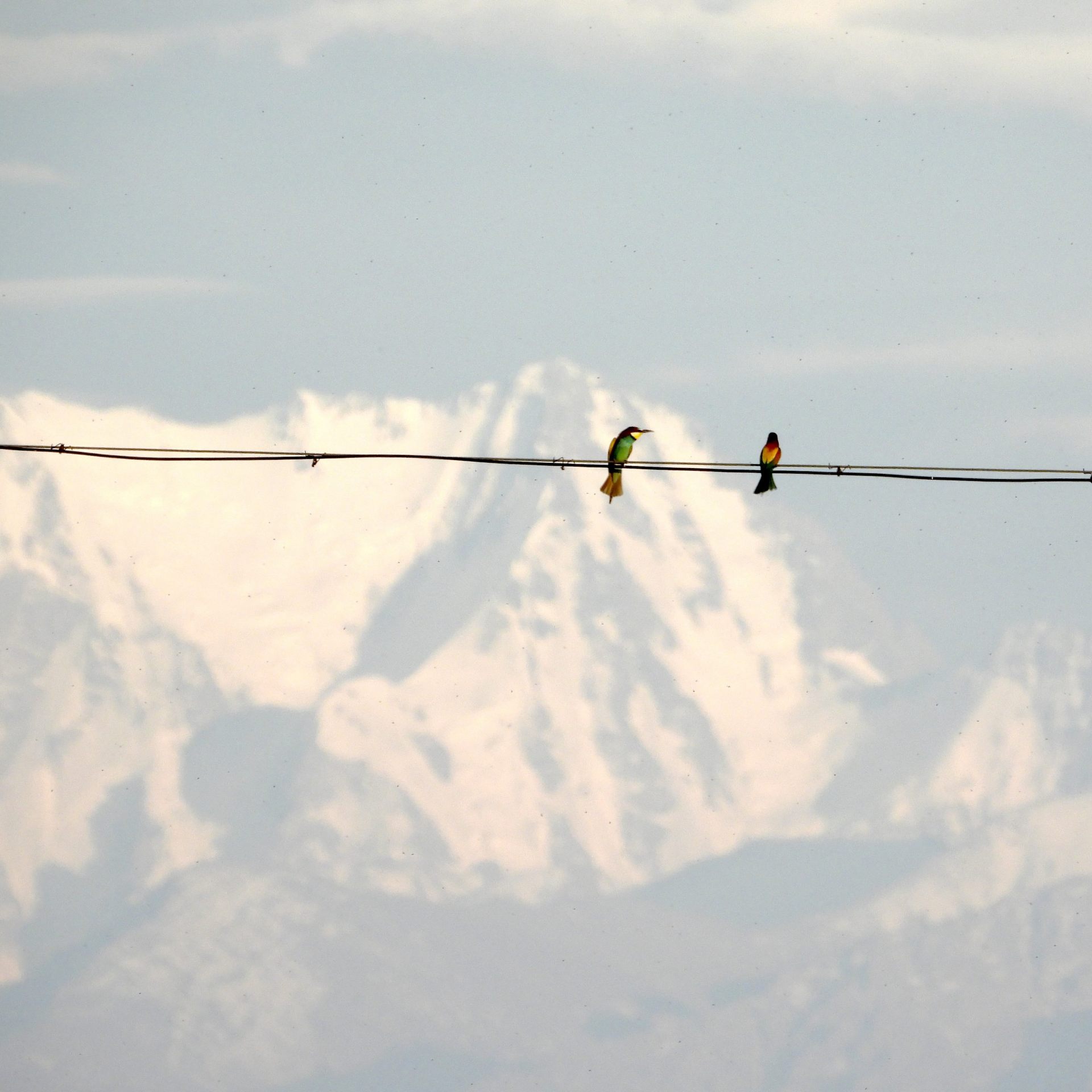 19 完美旅行就是人走了鸟还没走