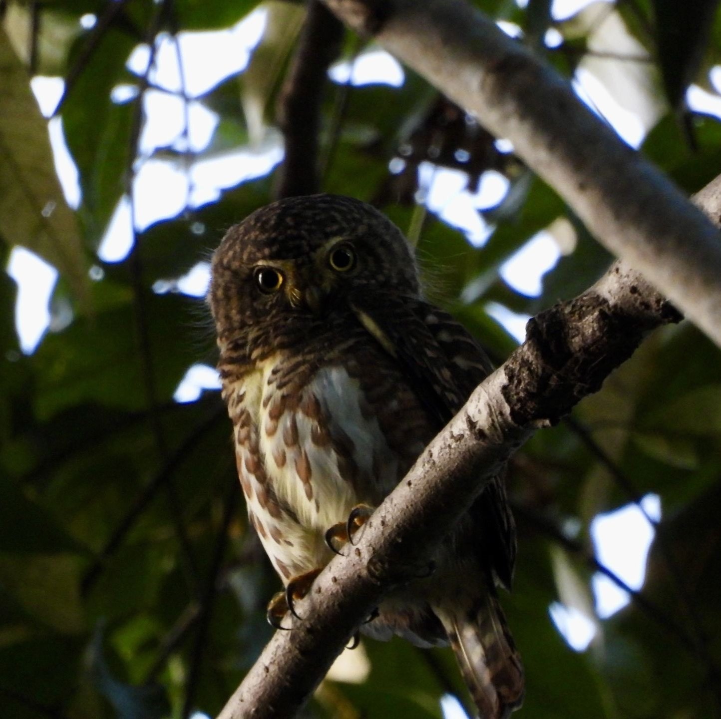 12「你听到的那声鸟叫，可能是假的」