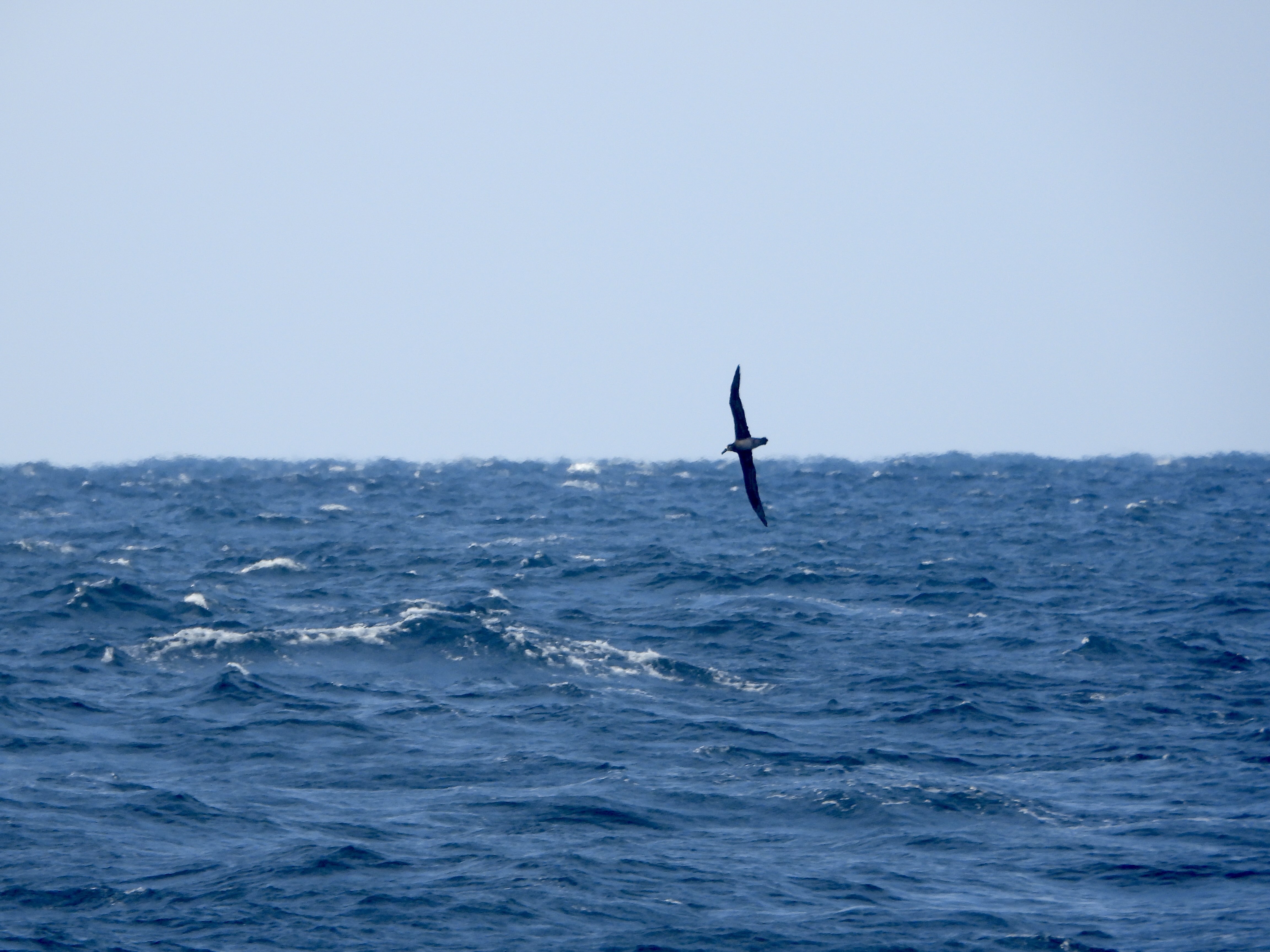 像鲣鸟一样扎入回忆- 恰恰小报