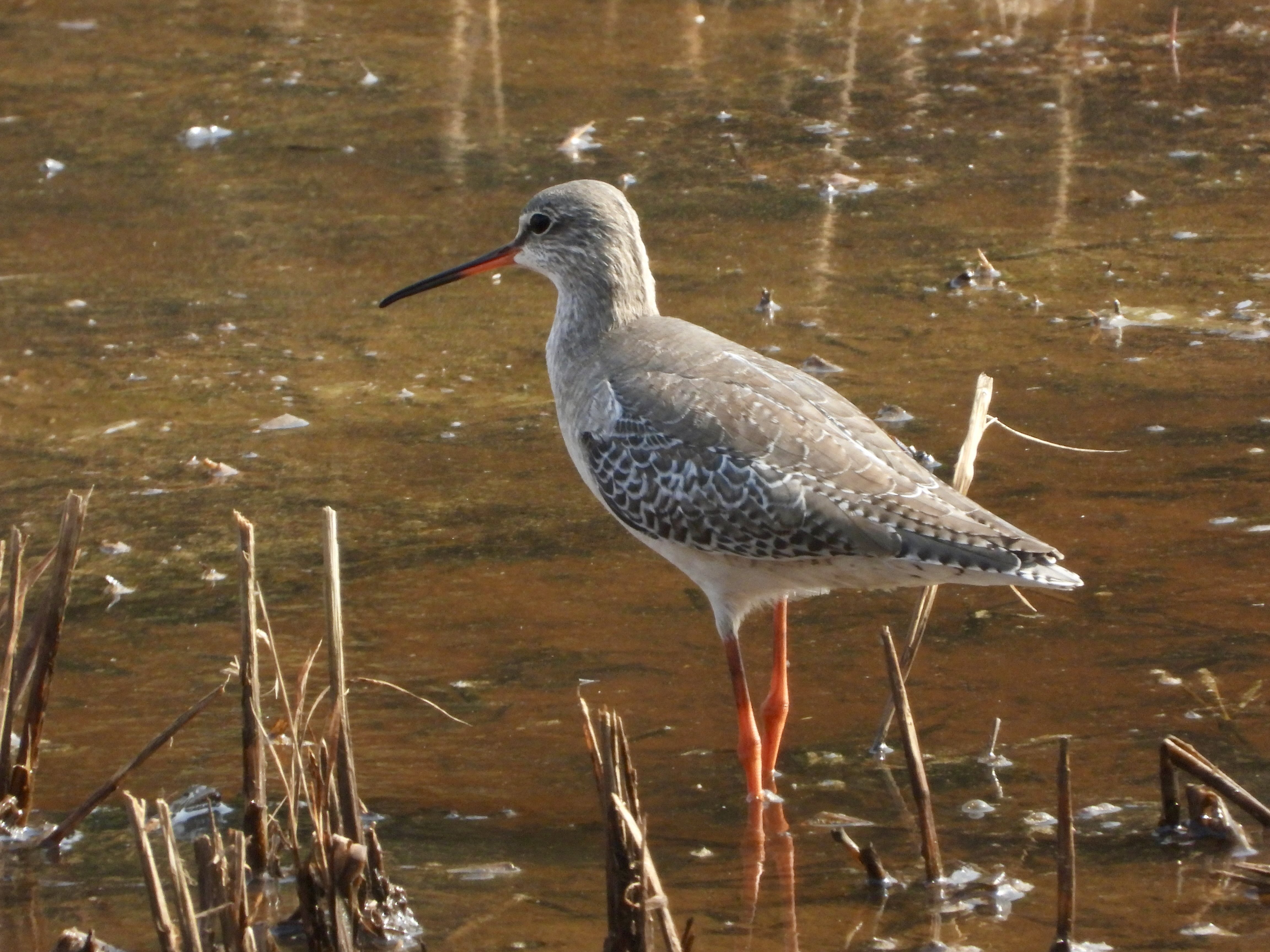 把那只鹤鹬涂黑- 恰恰小报