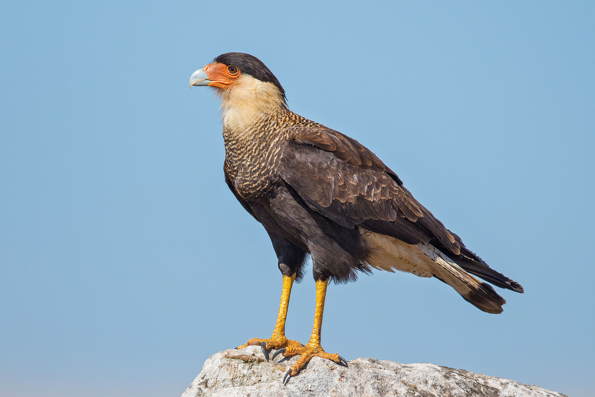 Southern Crested Caracara.jpg